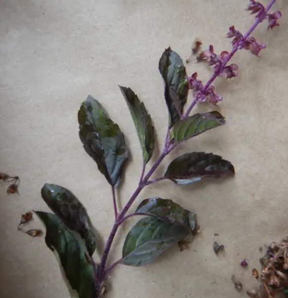 tulsi_krishna.png