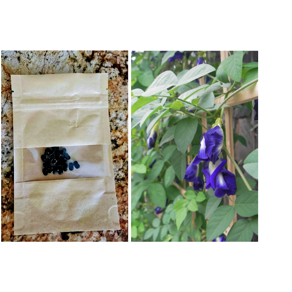 Butterfly Pea Seeds