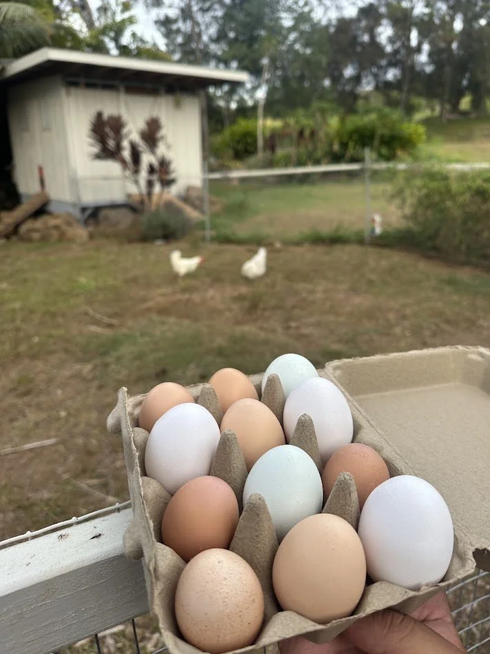One dozen organic, free range mixed color eggs