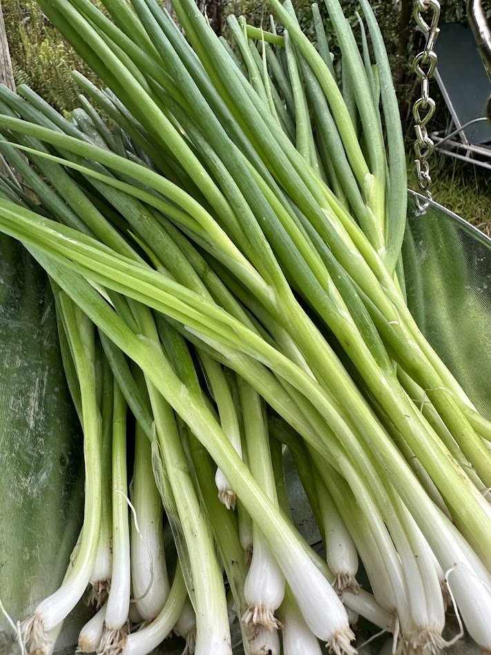 Green onions (bunch)