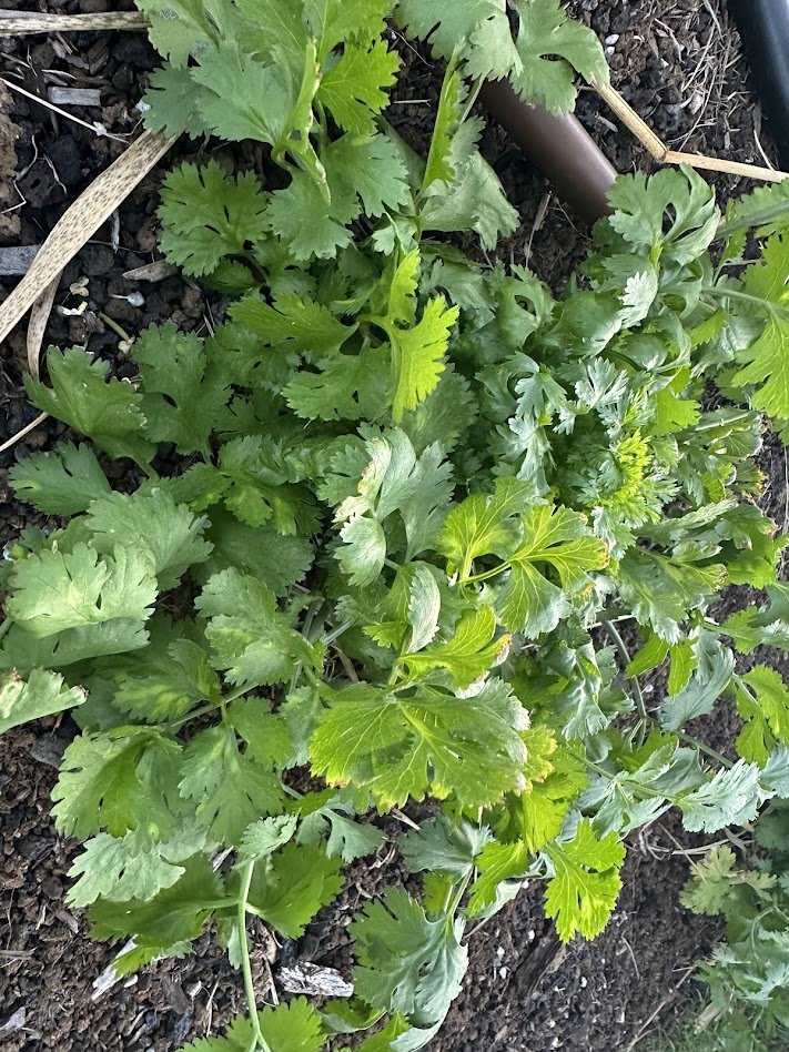 Fresh herbs - Cilantro - 2 oz