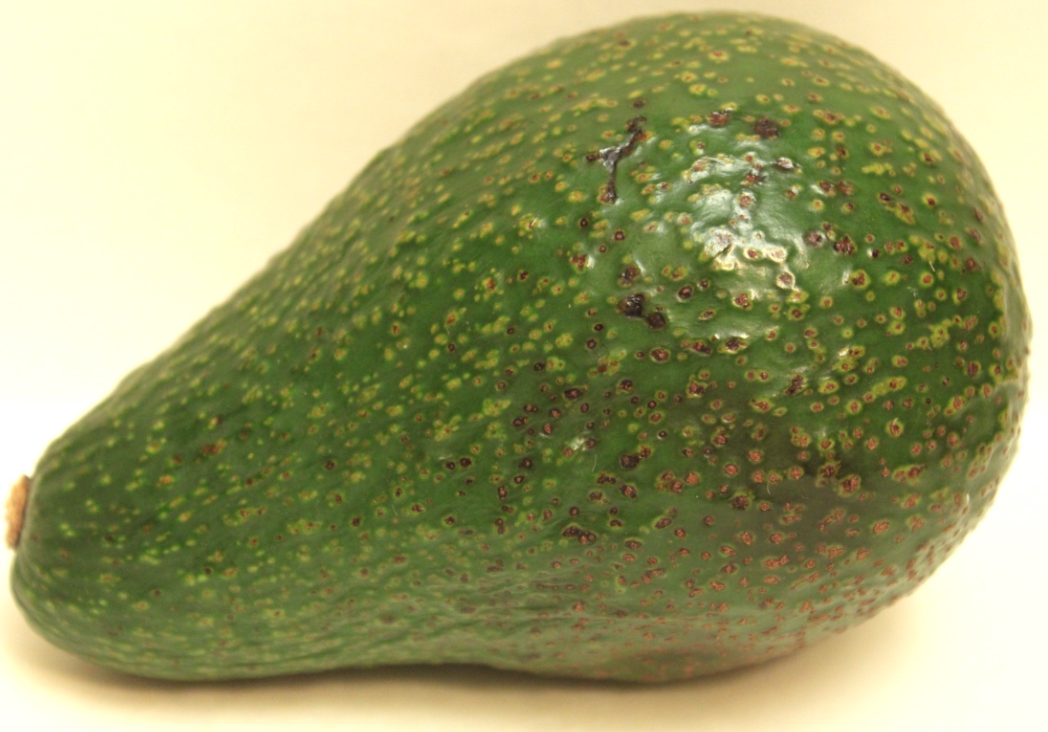 Avocado, Greengold (per piece)