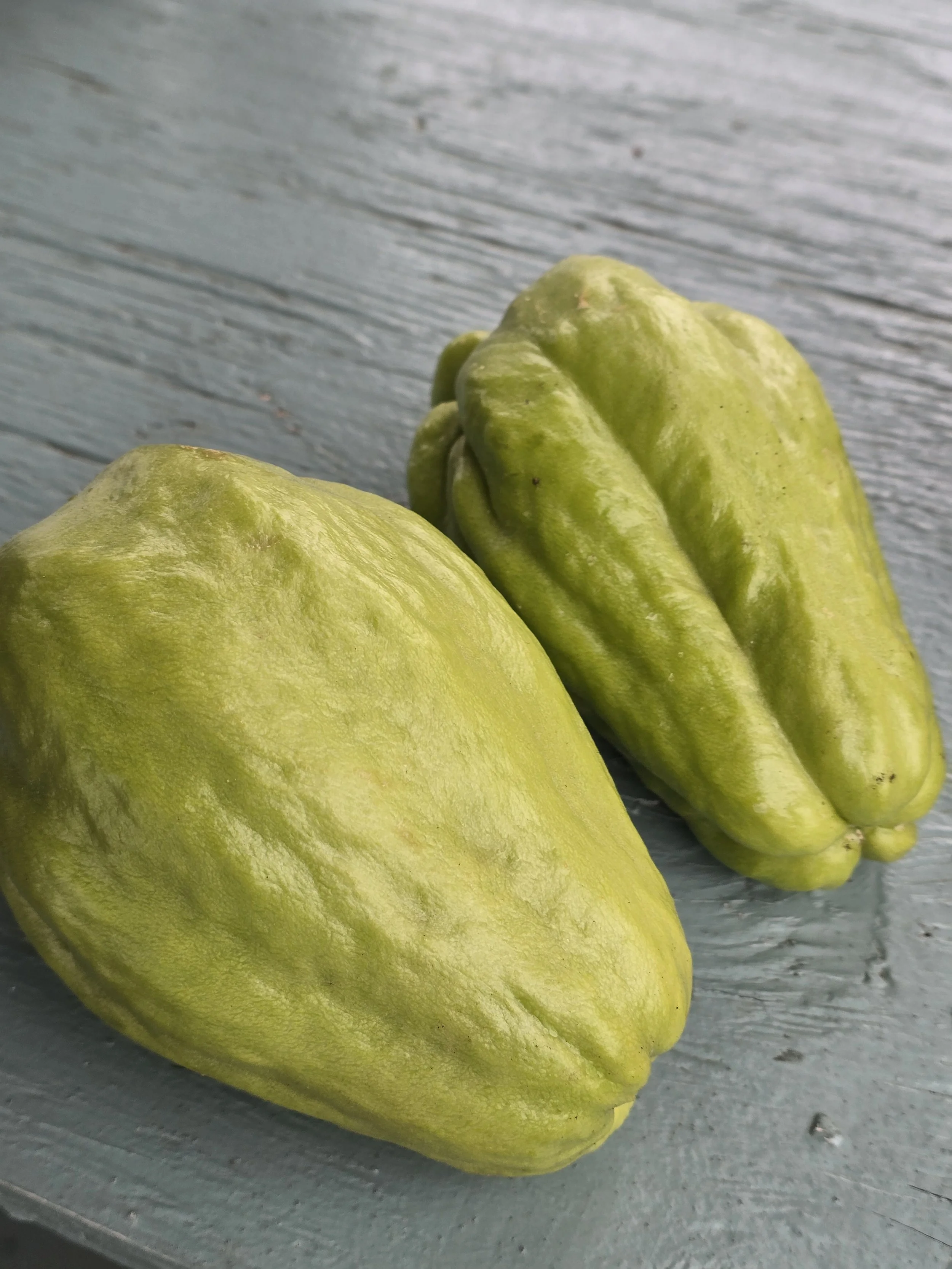 Chayote squash