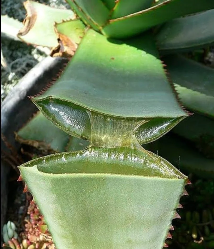 Aloe vera leaf (per piece)