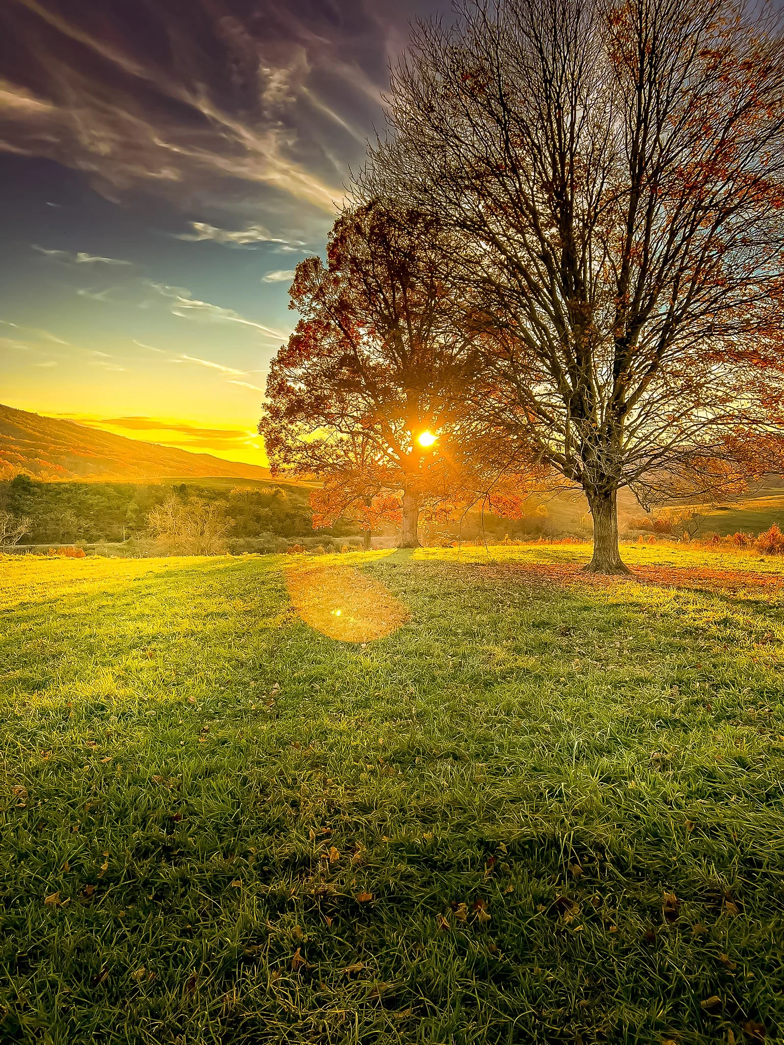 Sunset over a grassy field with leafless trees in the foreground and rolling hills in the background.
