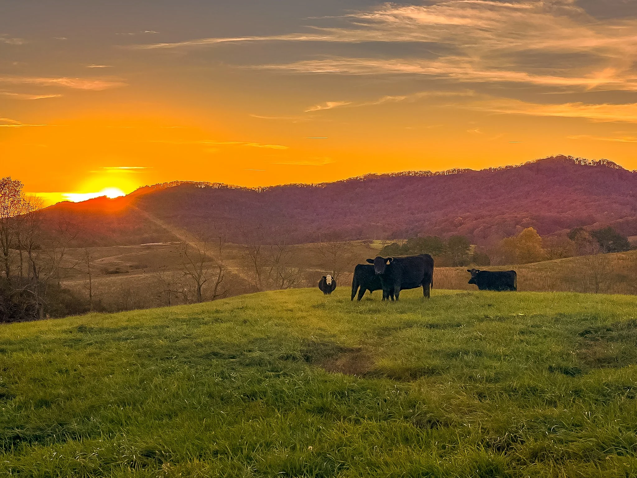 A pastoral landscape at sunset with cows grazing on grass in the foreground, rolling hills in the background, and a colorful sky with orange and pink hues.