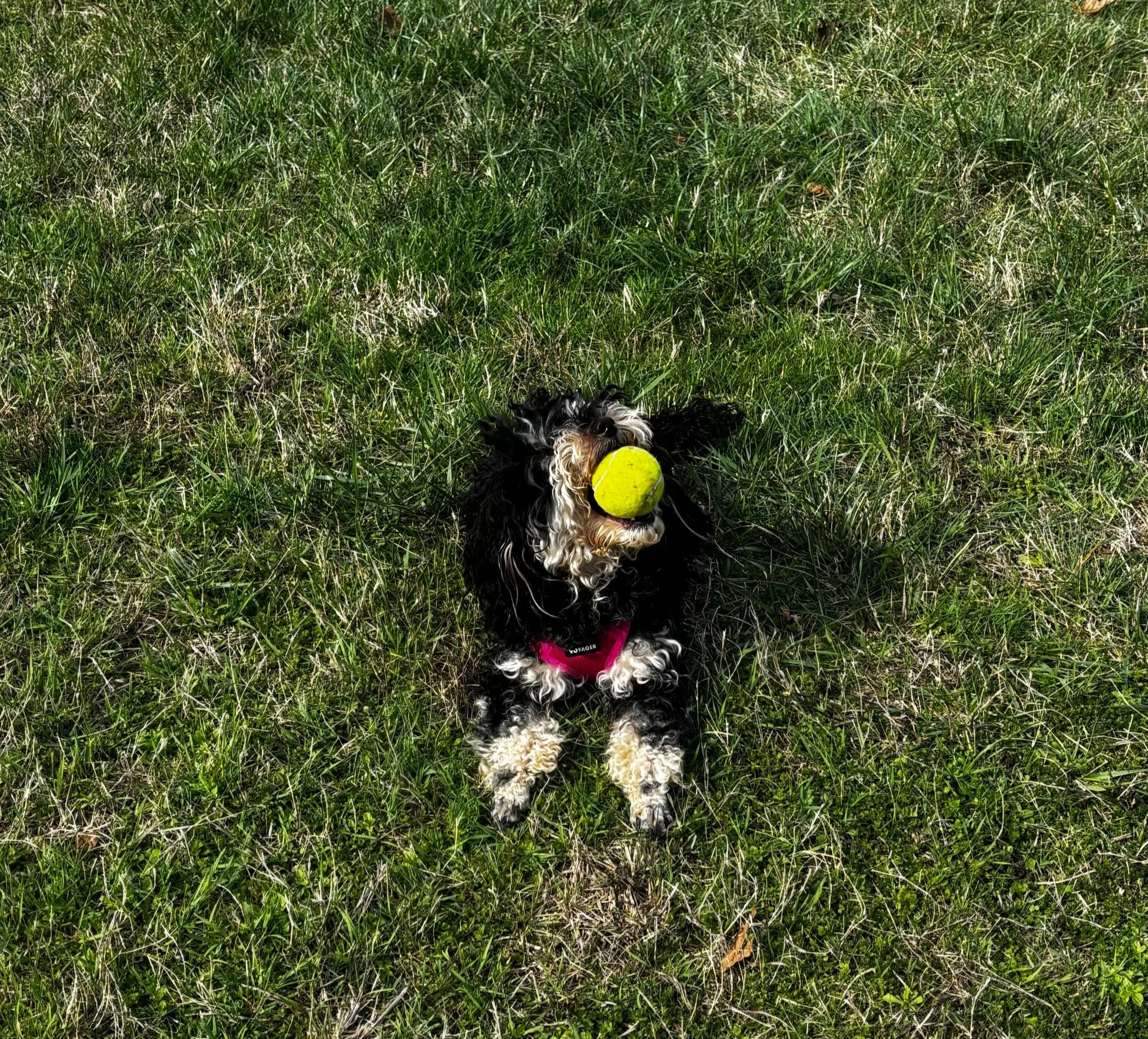 A black, white, and brown dog lying on green grass holding a yellow tennis ball in its mouth
