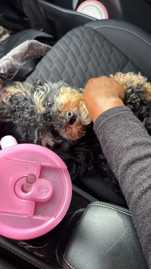 A small curly-haired dog lies on a car seat, being petted by a person with a gray sleeve. There is a pink travel mug with a straw in the cup holder nearby.