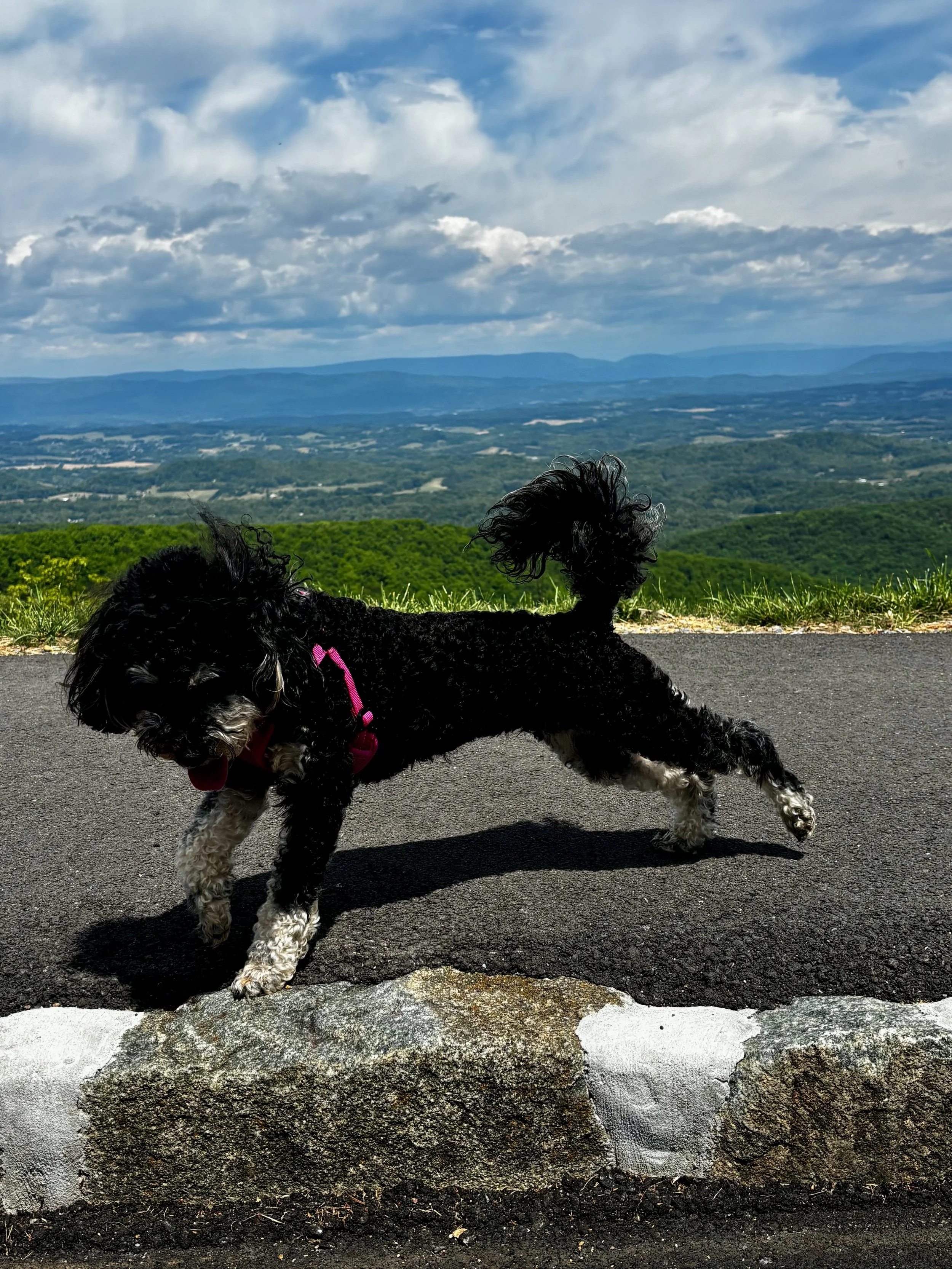 A black and white dog walking on a paved path with a mountainous landscape and cloudy sky in the background.