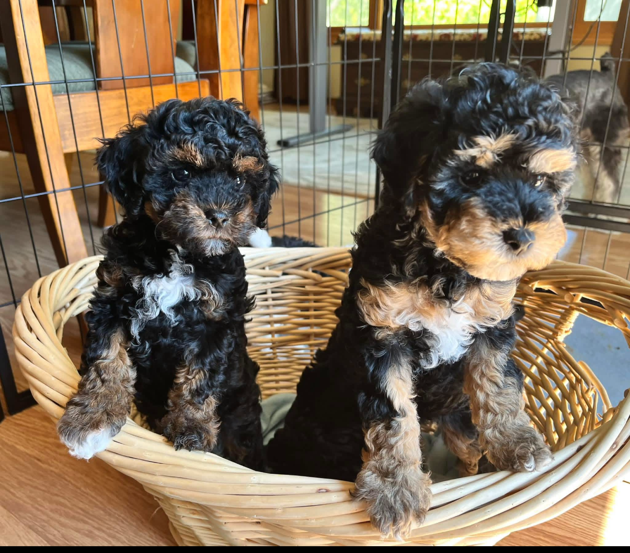 Two adorable black and tan puppies with curly fur, sitting in a wicker basket indoors.