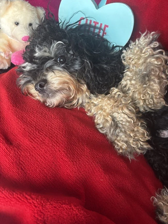 A small curly-haired dog lying on a red blanket with a heart-shaped decoration in the background and a stuffed animal nearby.
