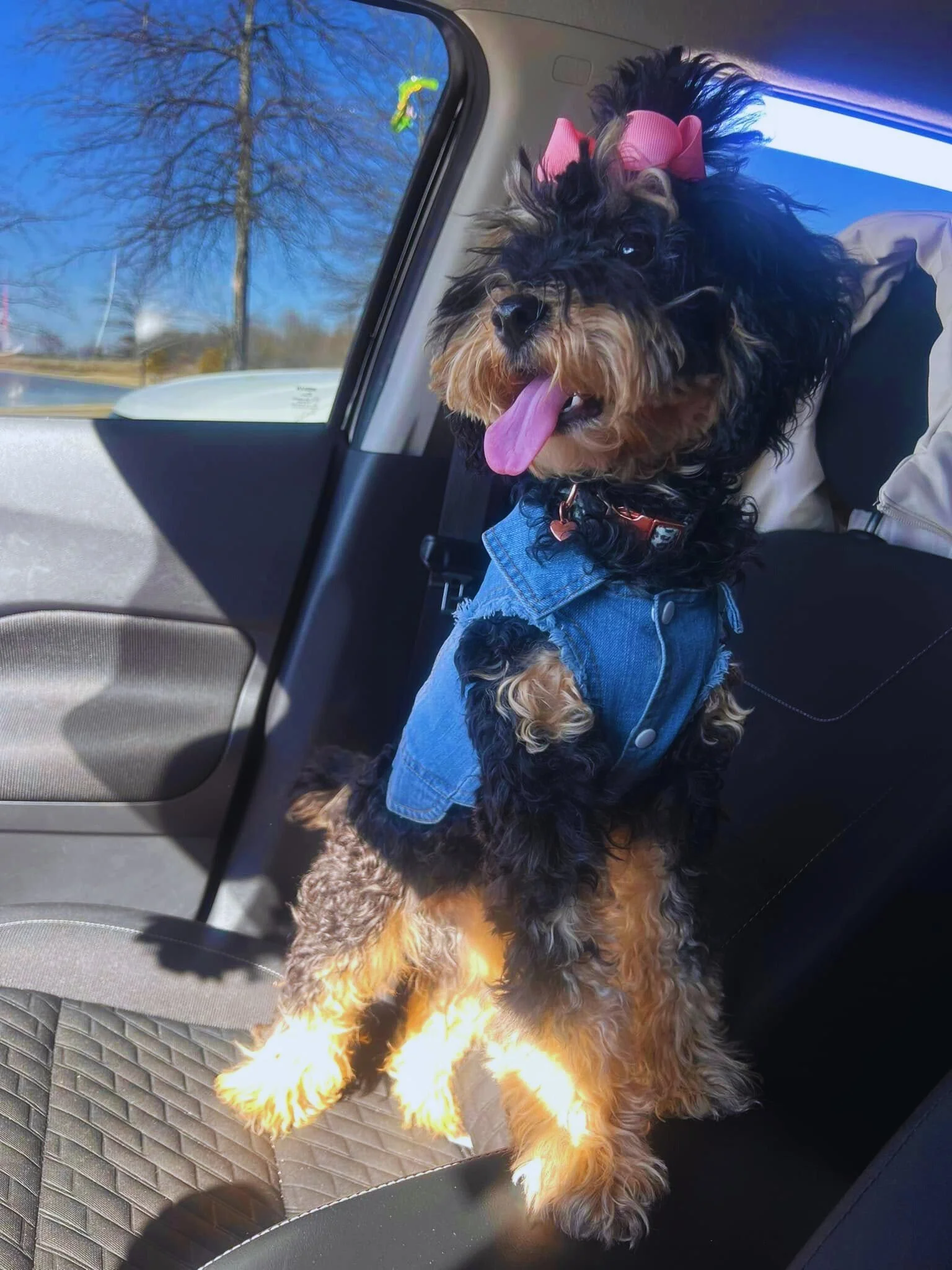 A black and tan dog with a pink bow on its head, wearing a denim vest, sitting in the backseat of a car with a view of a tree and blue sky outside the window.