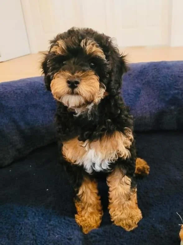 A cute black and tan puppy with curly fur sitting on a dark blue sofa.