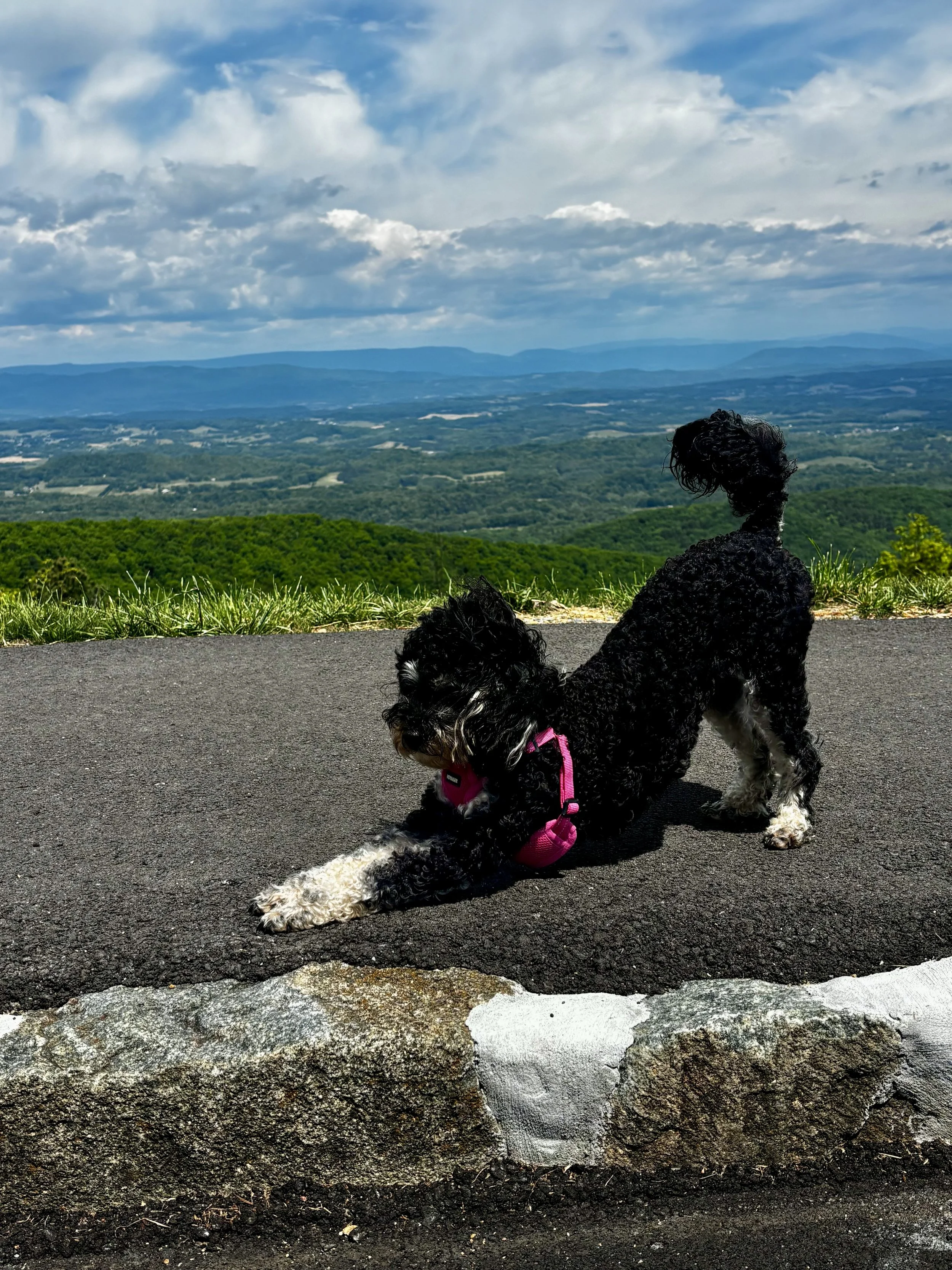 A black and white curly-haired dog lying on a paved path with a scenic mountain view in the background, under partly cloudy skies.