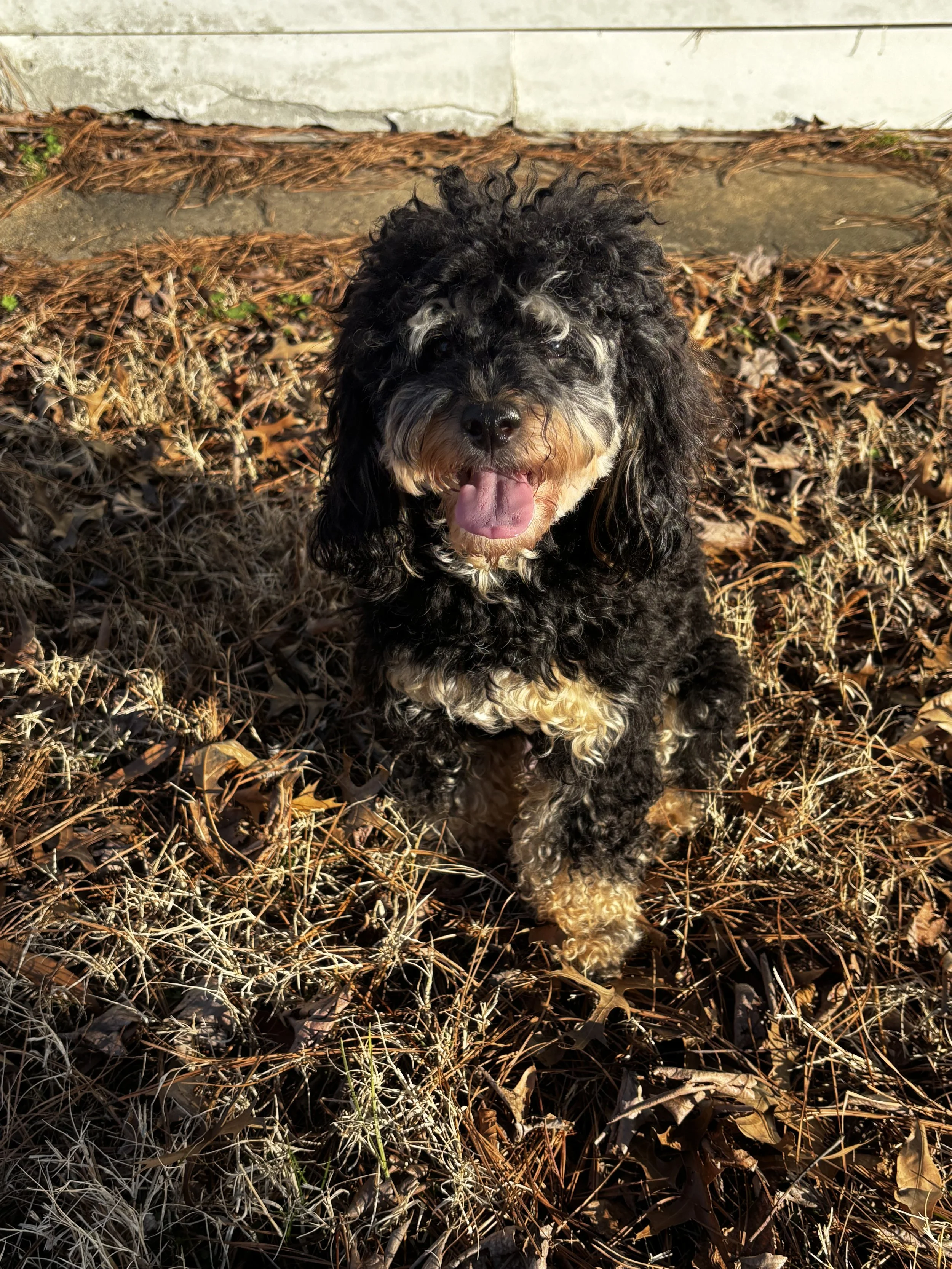 A black and white curly-haired dog with its tongue out, sitting on dried leaves and grass in front of a concrete and wood structure.
