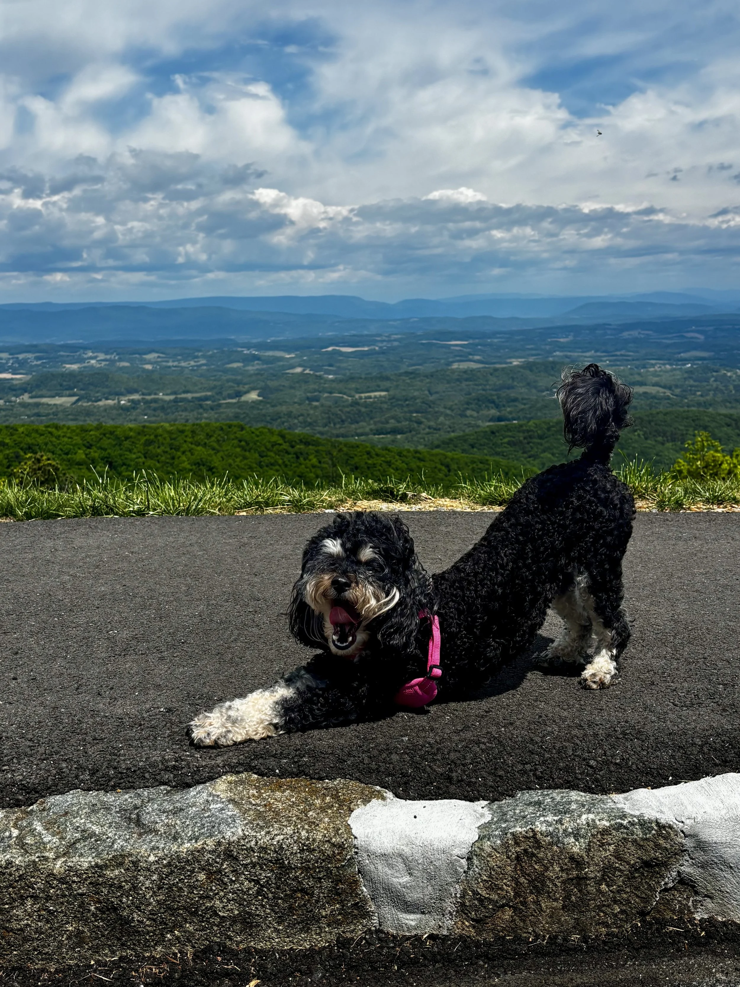 A black and white curly-haired dog with a pink harness lying on a paved path, with green grass and a scenic view of distant mountains and a cloudy sky in the background.