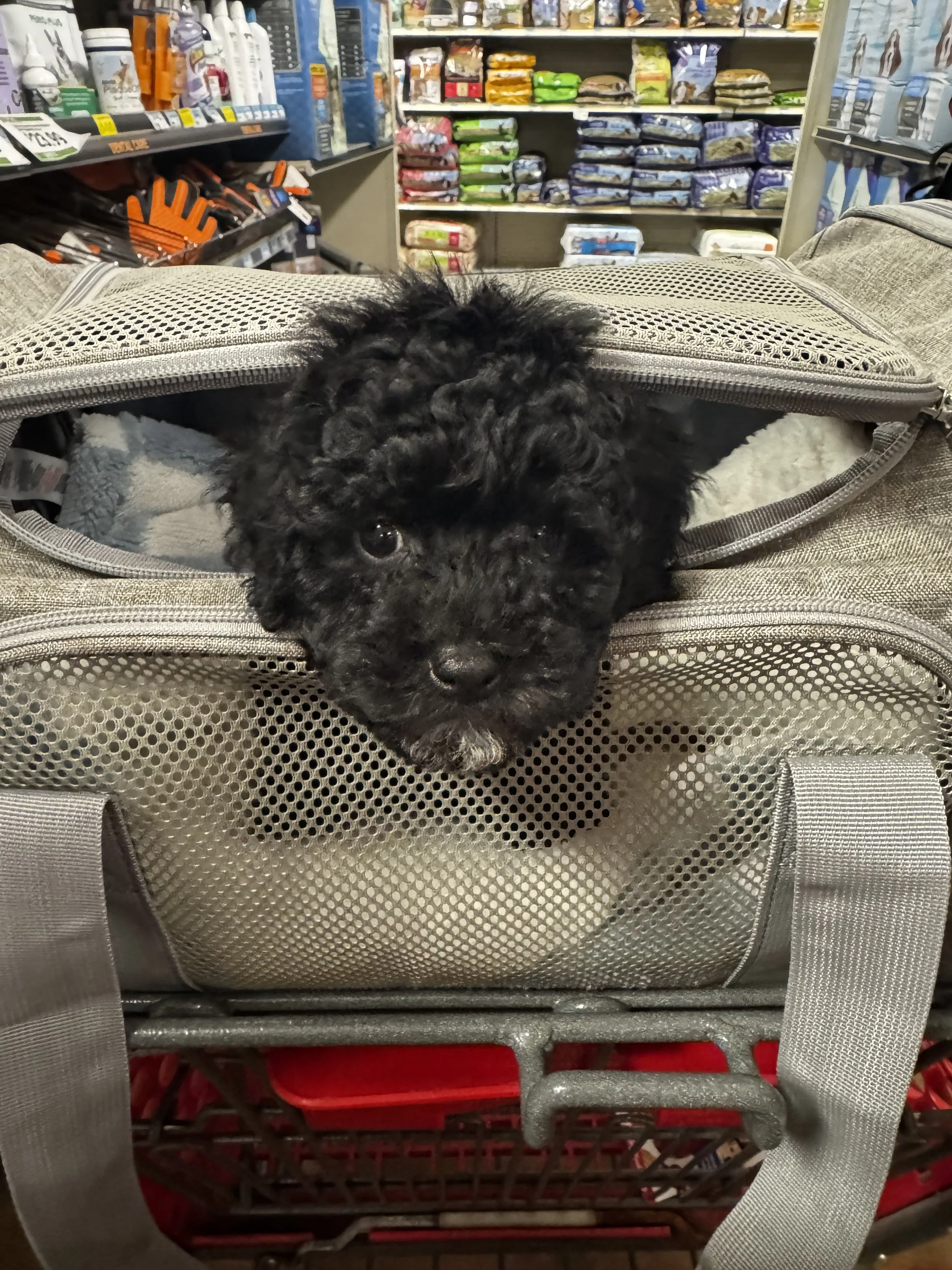 A black puppy with curly fur resting inside a pet carrier on a shopping cart, with a store aisle in the background containing bags of pet food and supplies.
