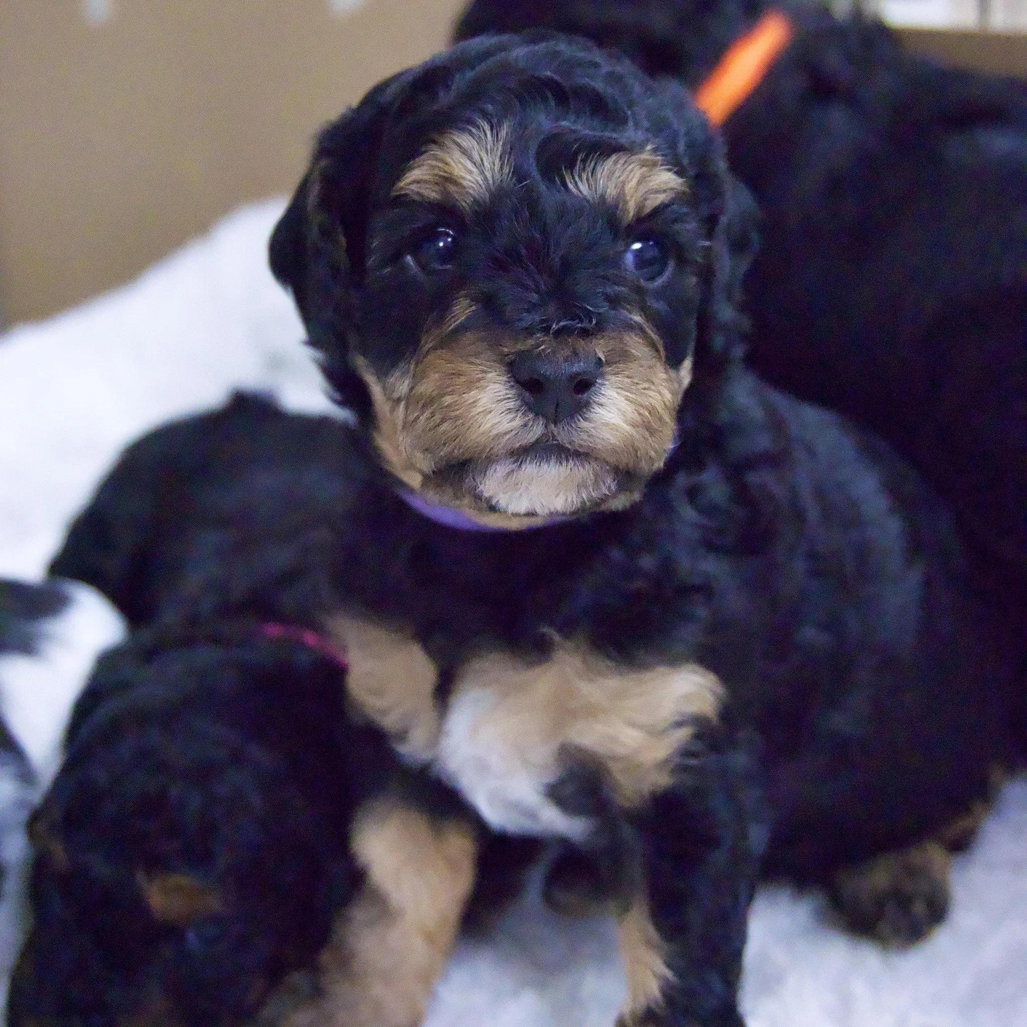 Close-up of a black and tan puppy with curly fur lying on a soft surface.