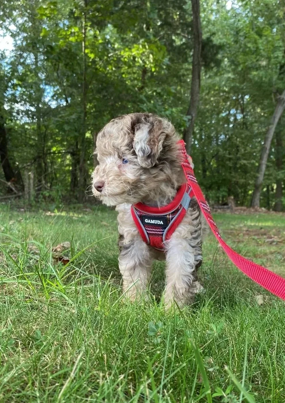 A small, curly-haired puppy with light brown and cream fur stands on a grassy area in a wooded park, wearing a red harness with the brand name 'GAMUDA' on it and a red leash.