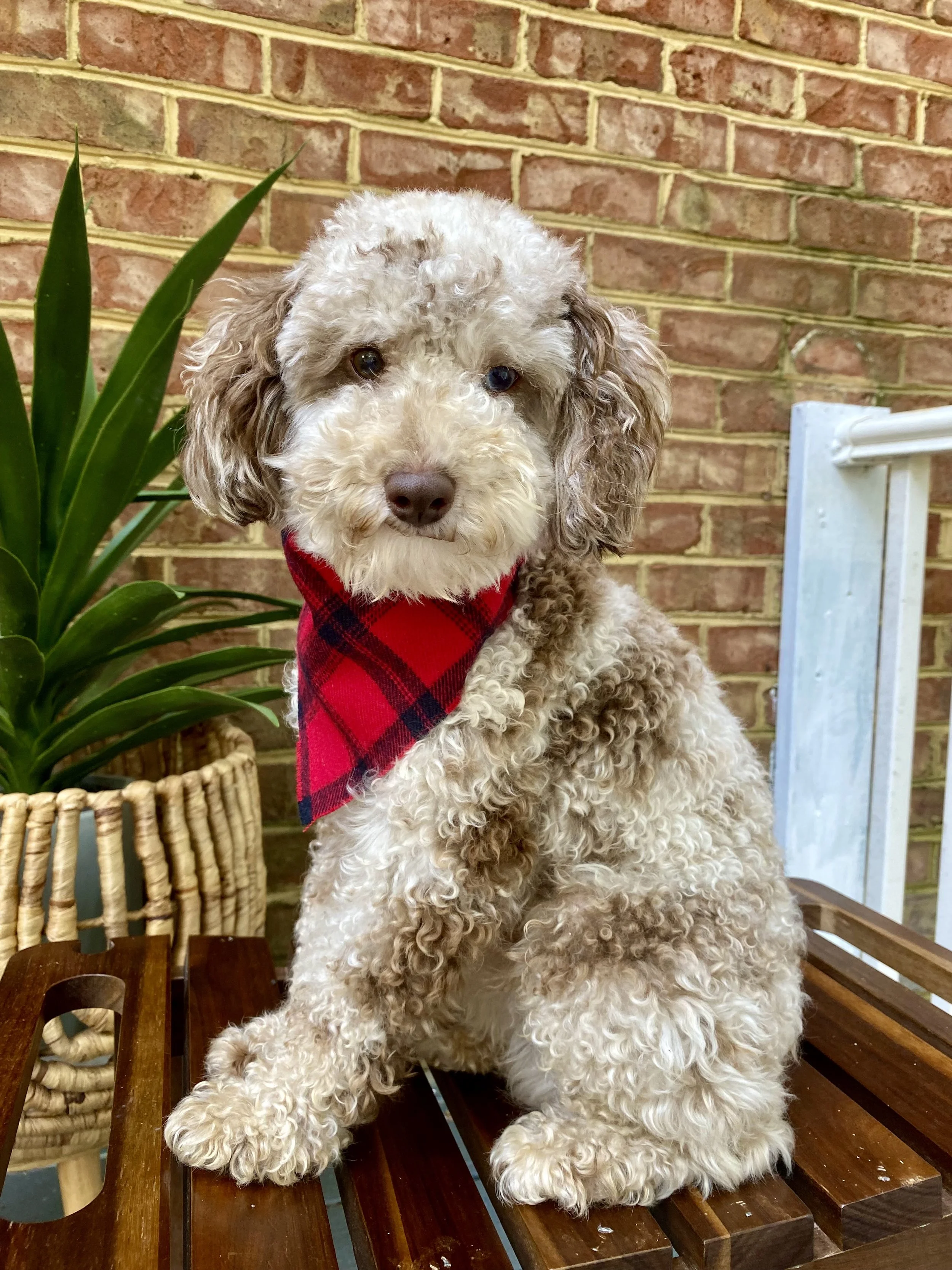 A curly-haired dog wearing a red plaid bandana sitting on a wooden bench outdoors near a brick wall and a potted plant.