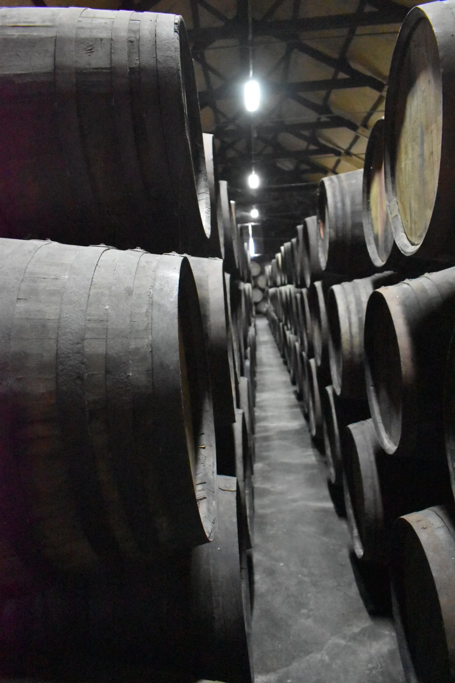 Rows of large wooden barrels stored in a warehouse with high ceilings and overhead lighting.