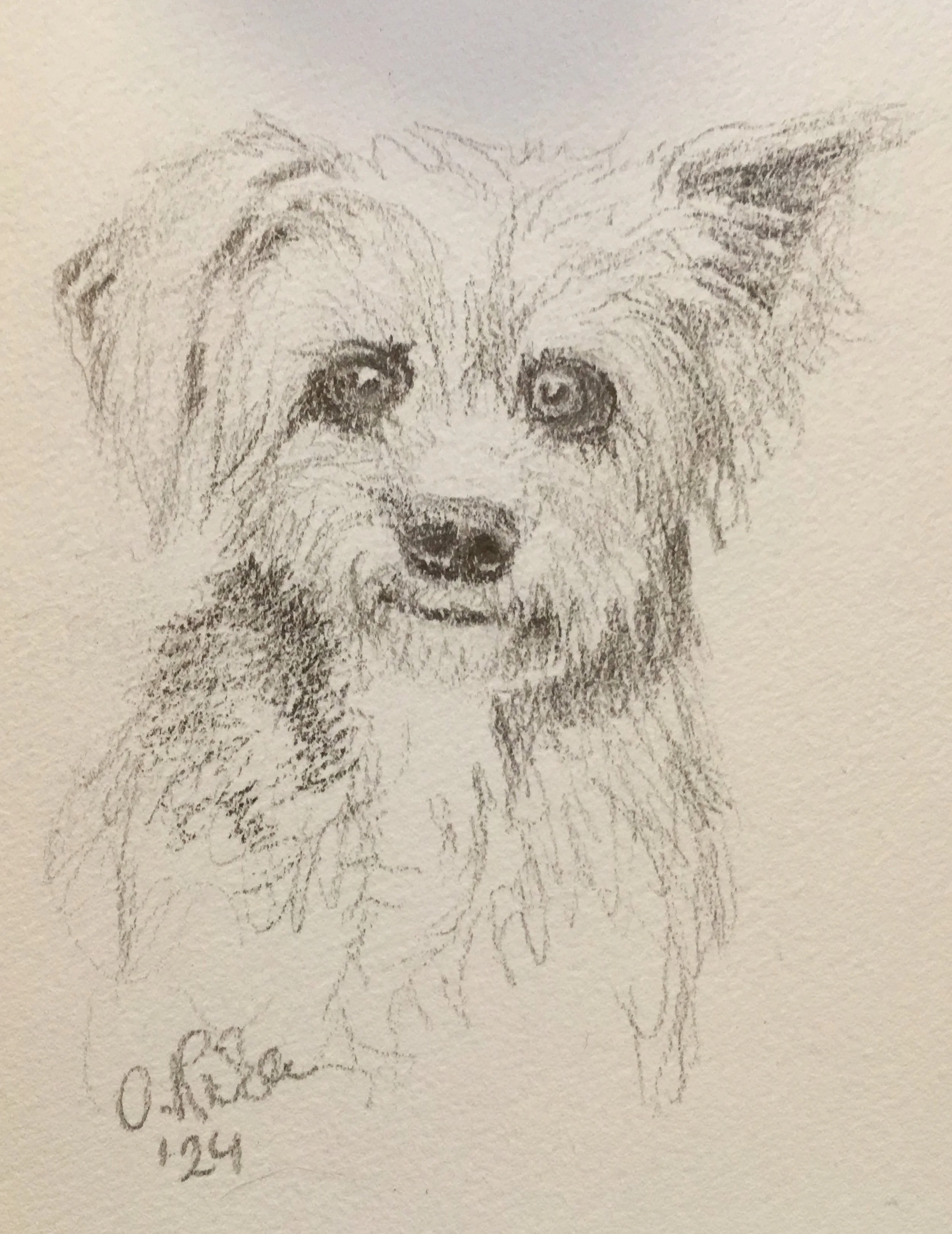 Sketch my dog