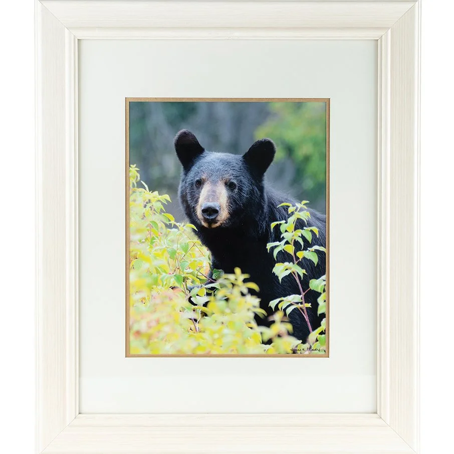 susan coventry photography