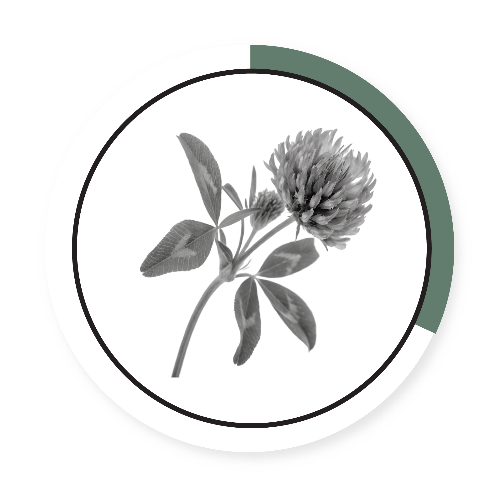 MEDIUM RED CLOVER