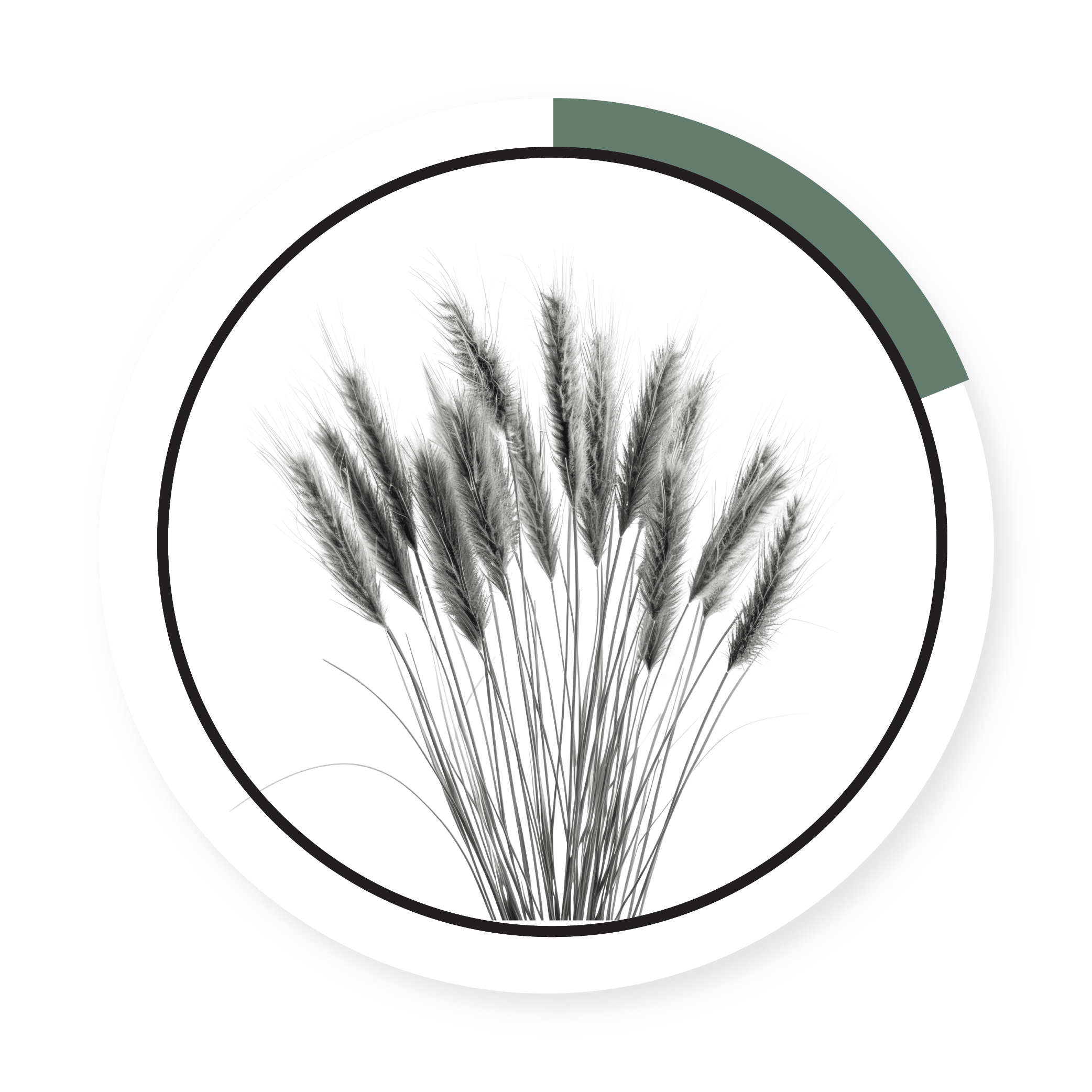 PARDUS MEADOW FESCUE