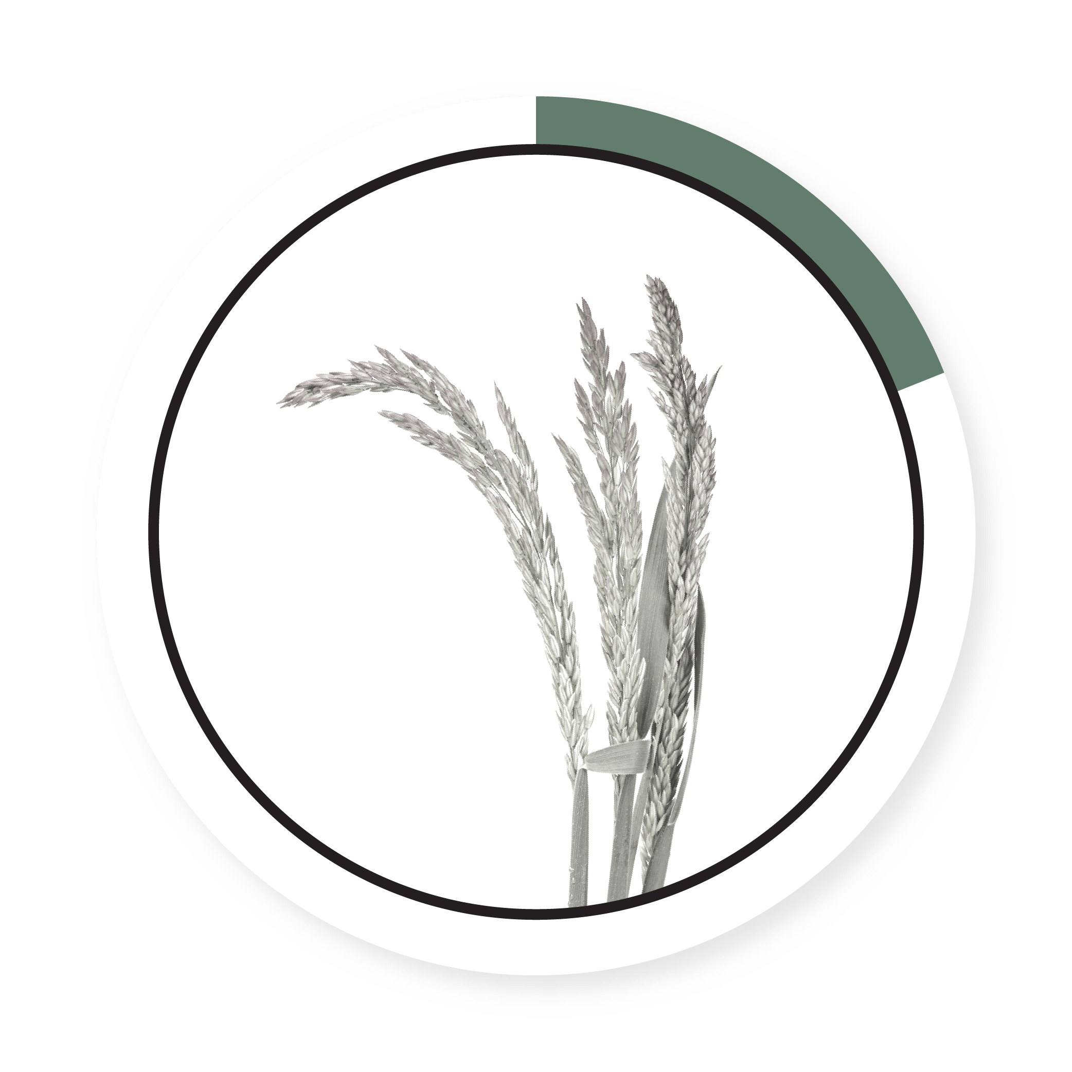 BOREAL CREEPING RED FESCUE
