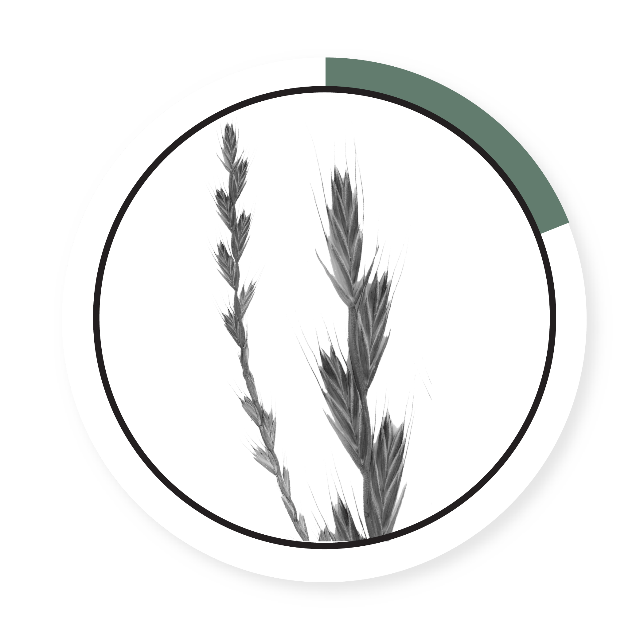 SIERRA PERENNIAL RYEGRASS