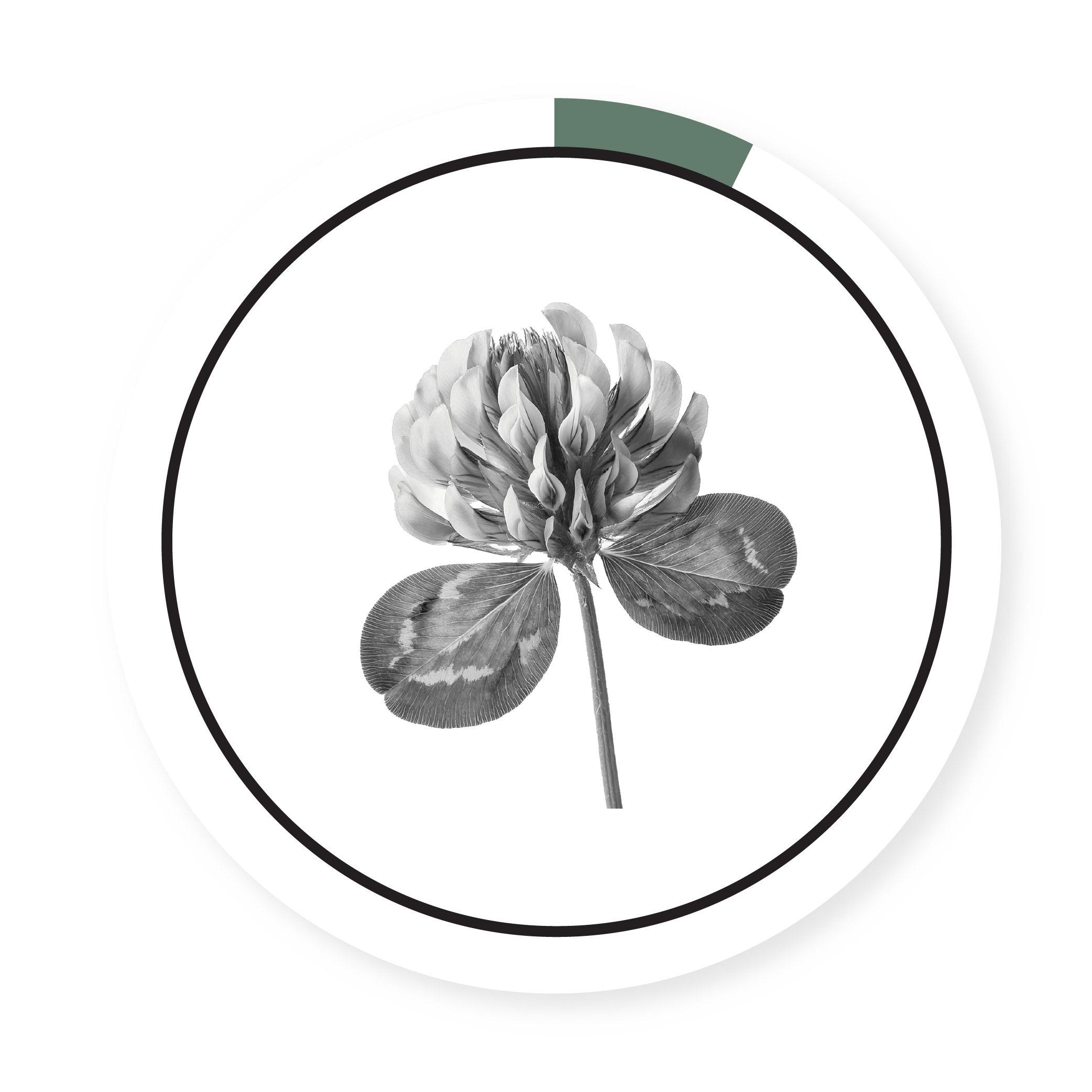 LADINO WHITE CLOVER