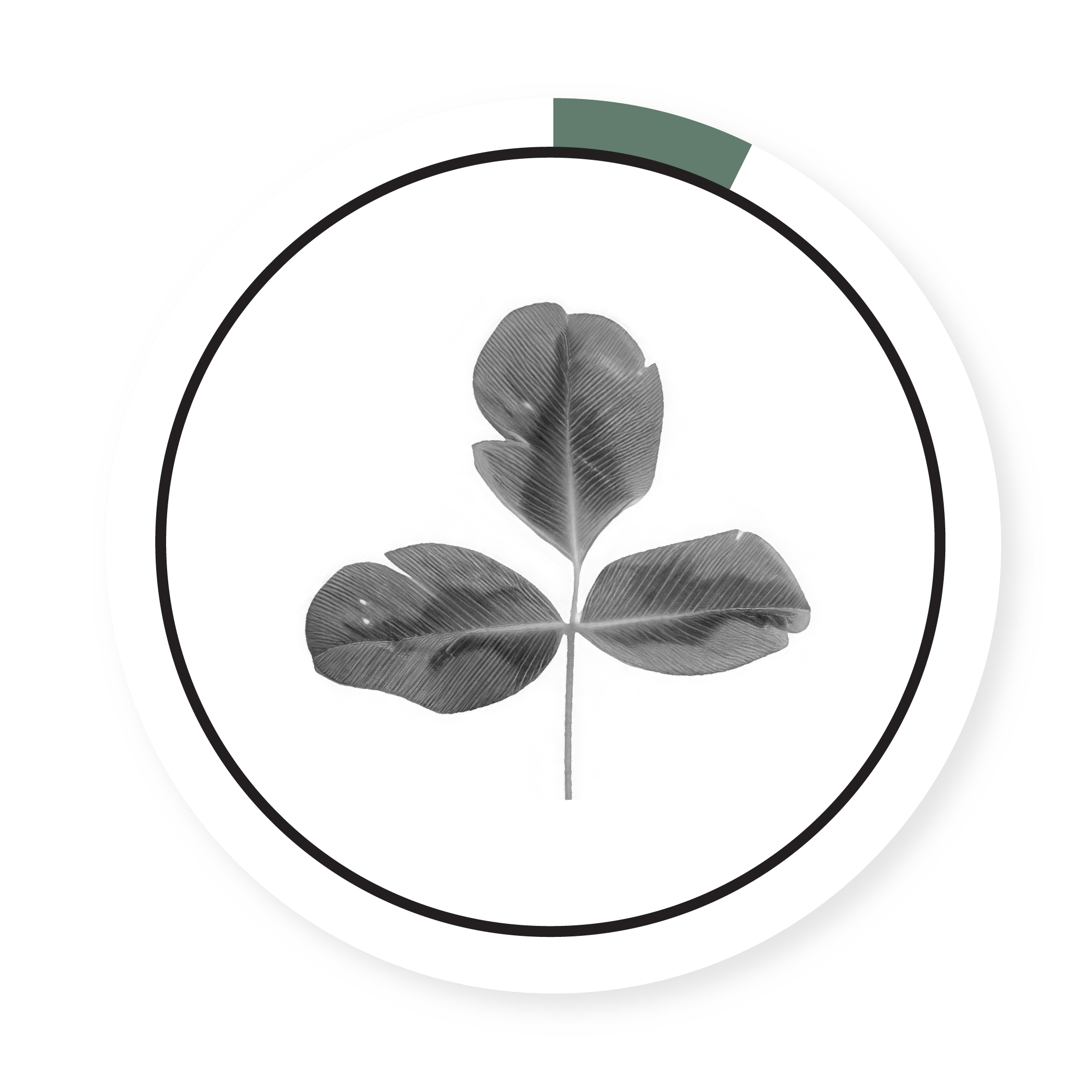 ALSIKE CLOVER
