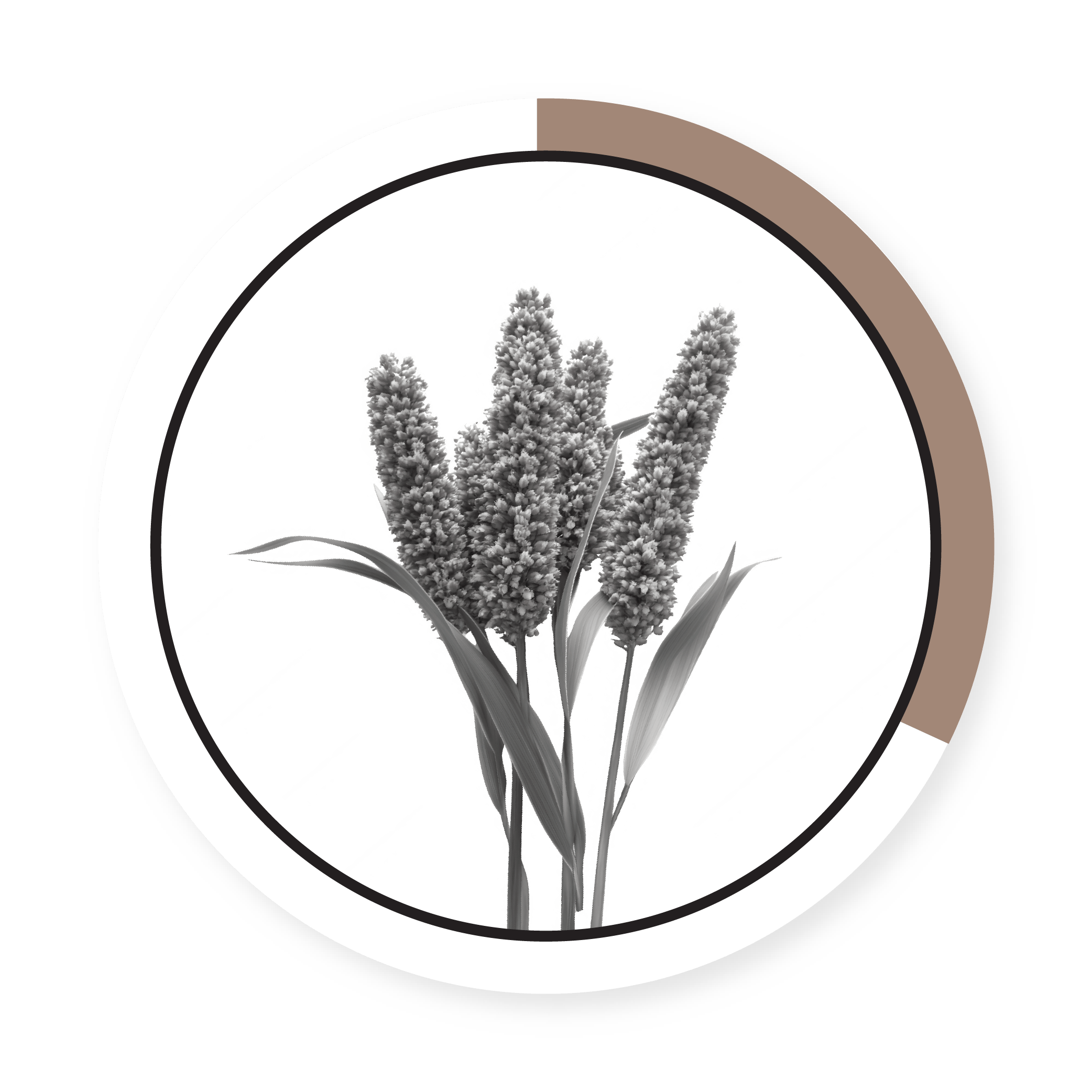 GRAIN SORGHUM