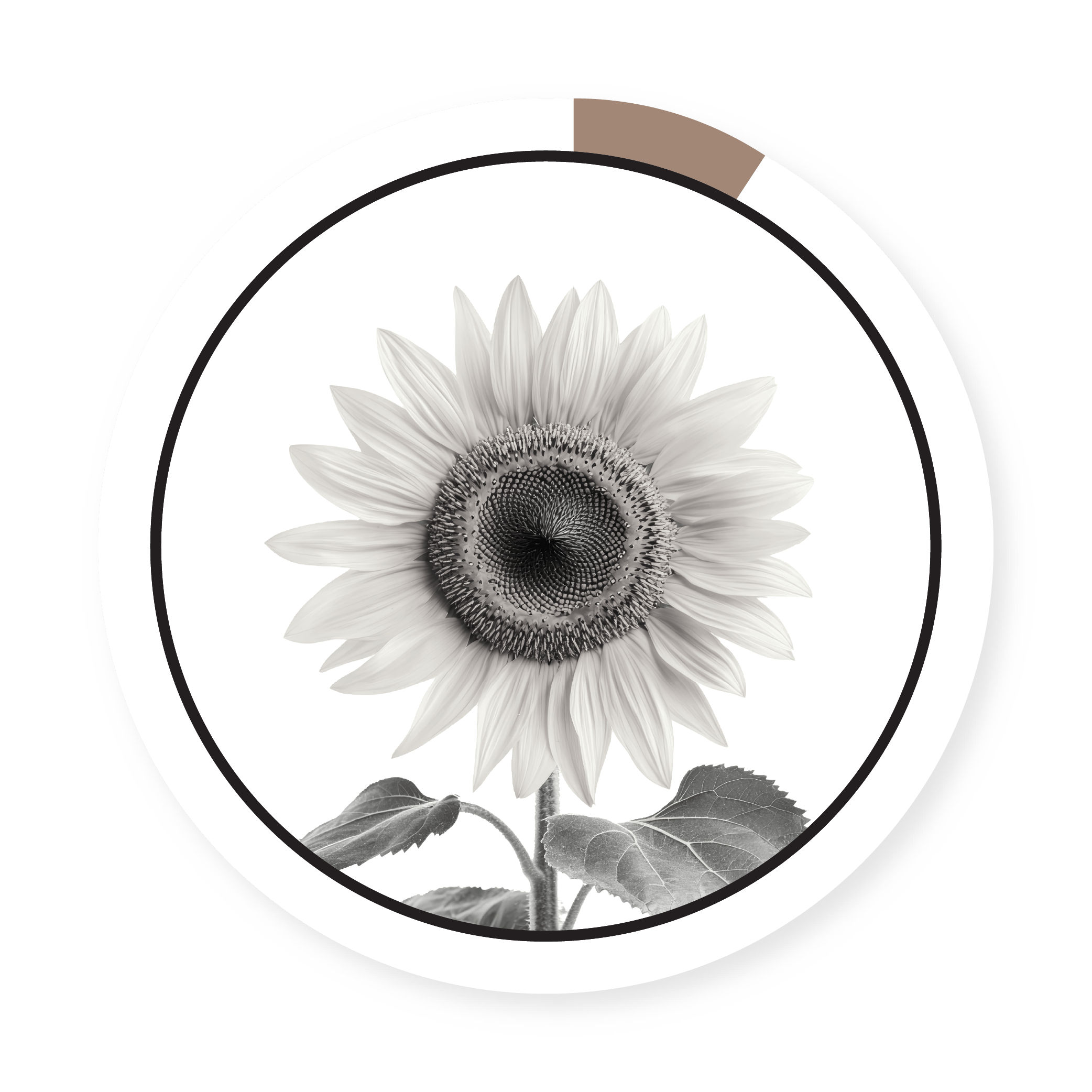 PEREDOVIK BLACK OIL SUNFLOWER