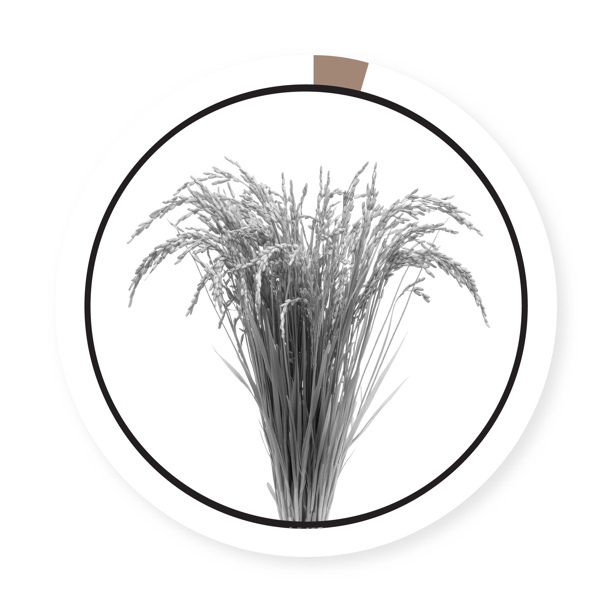 PROSO MILLET
