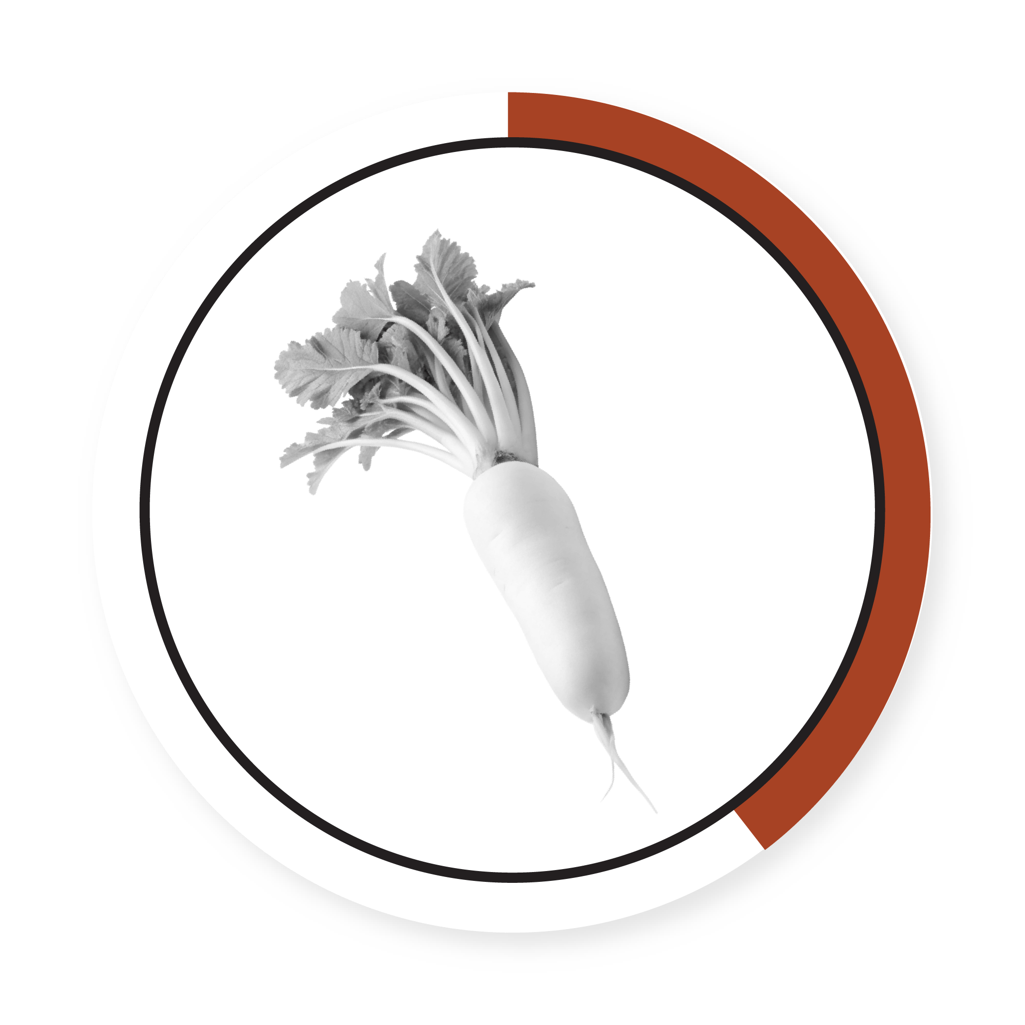 DAIKON RADISH