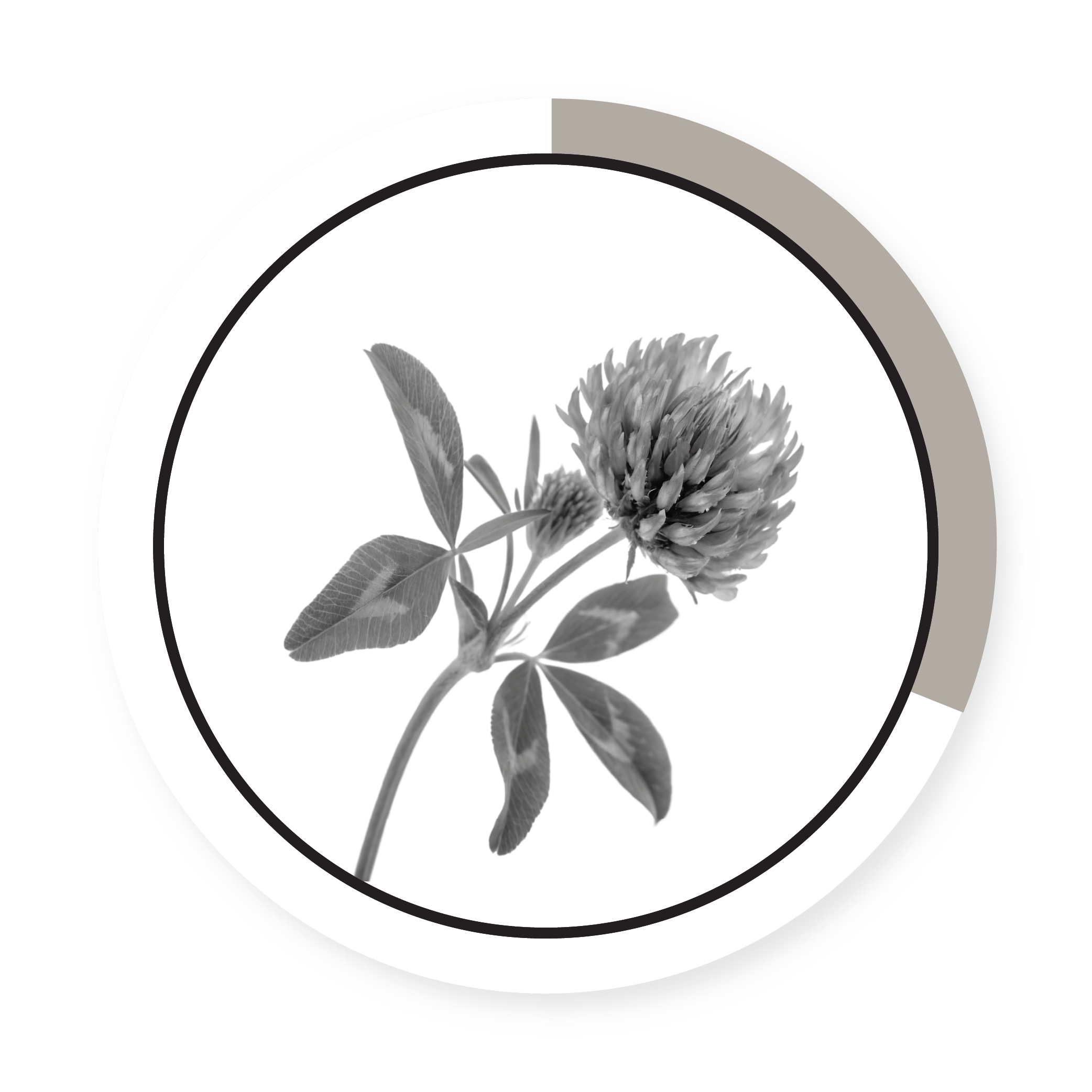 RED CLOVER