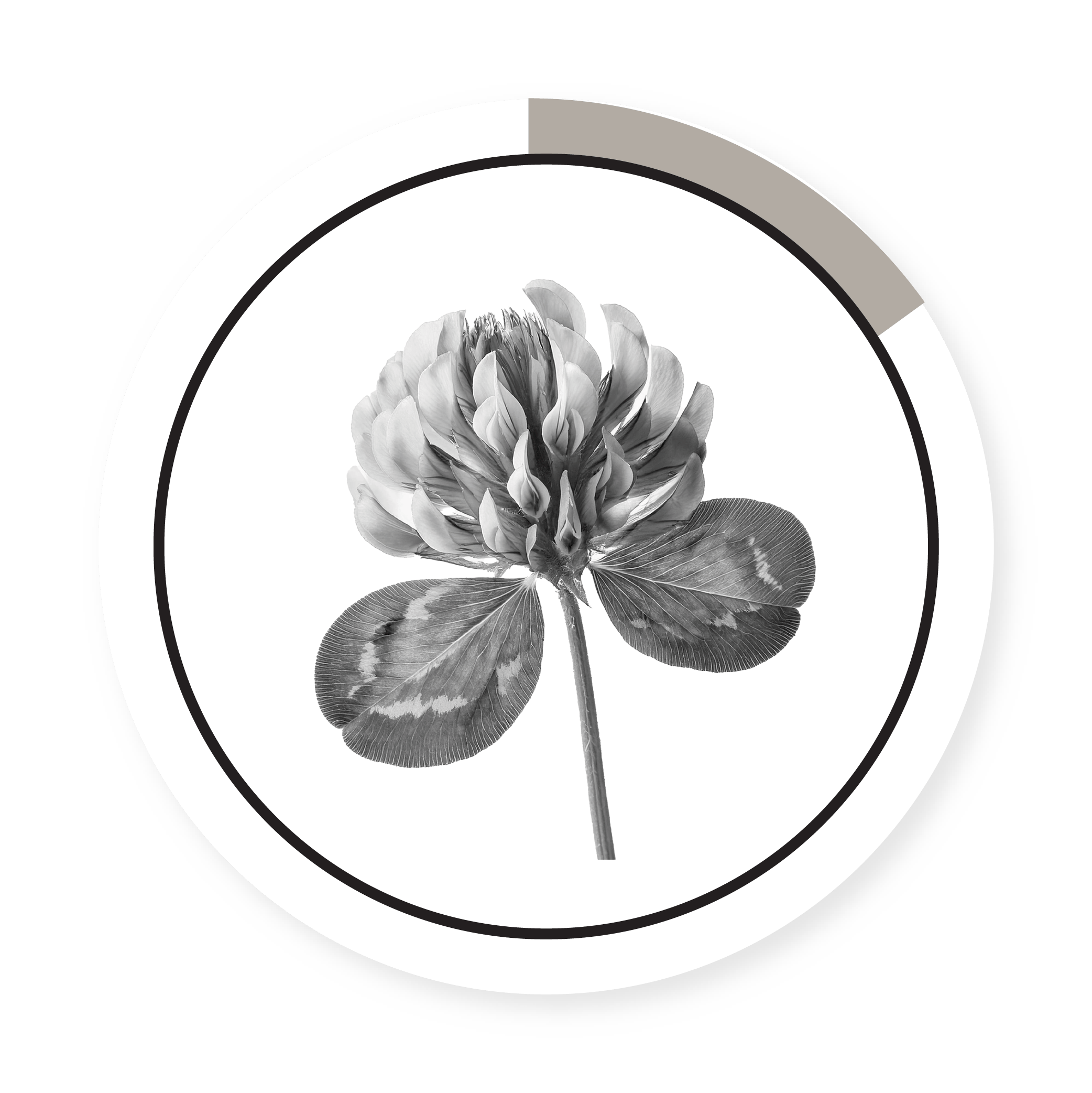 LADINO WHITE CLOVER