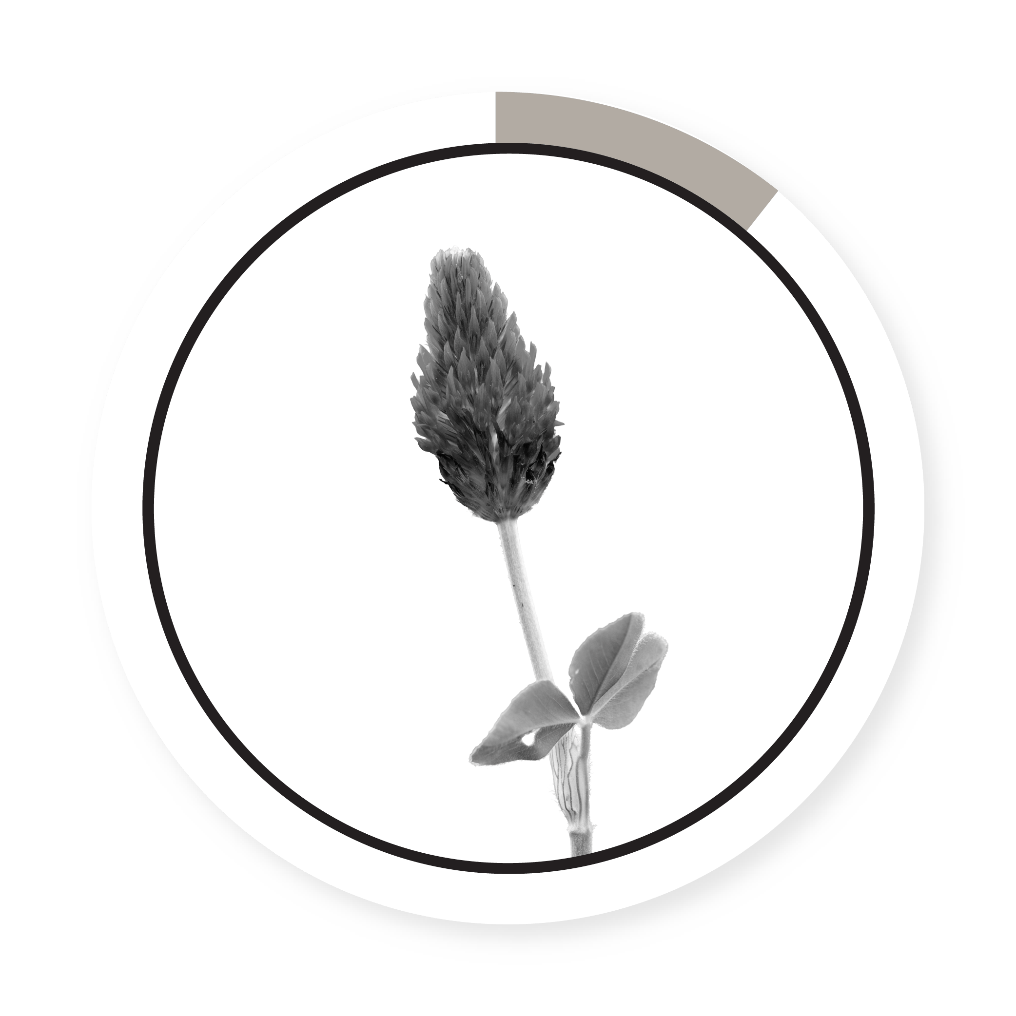 CRIMSON CLOVER