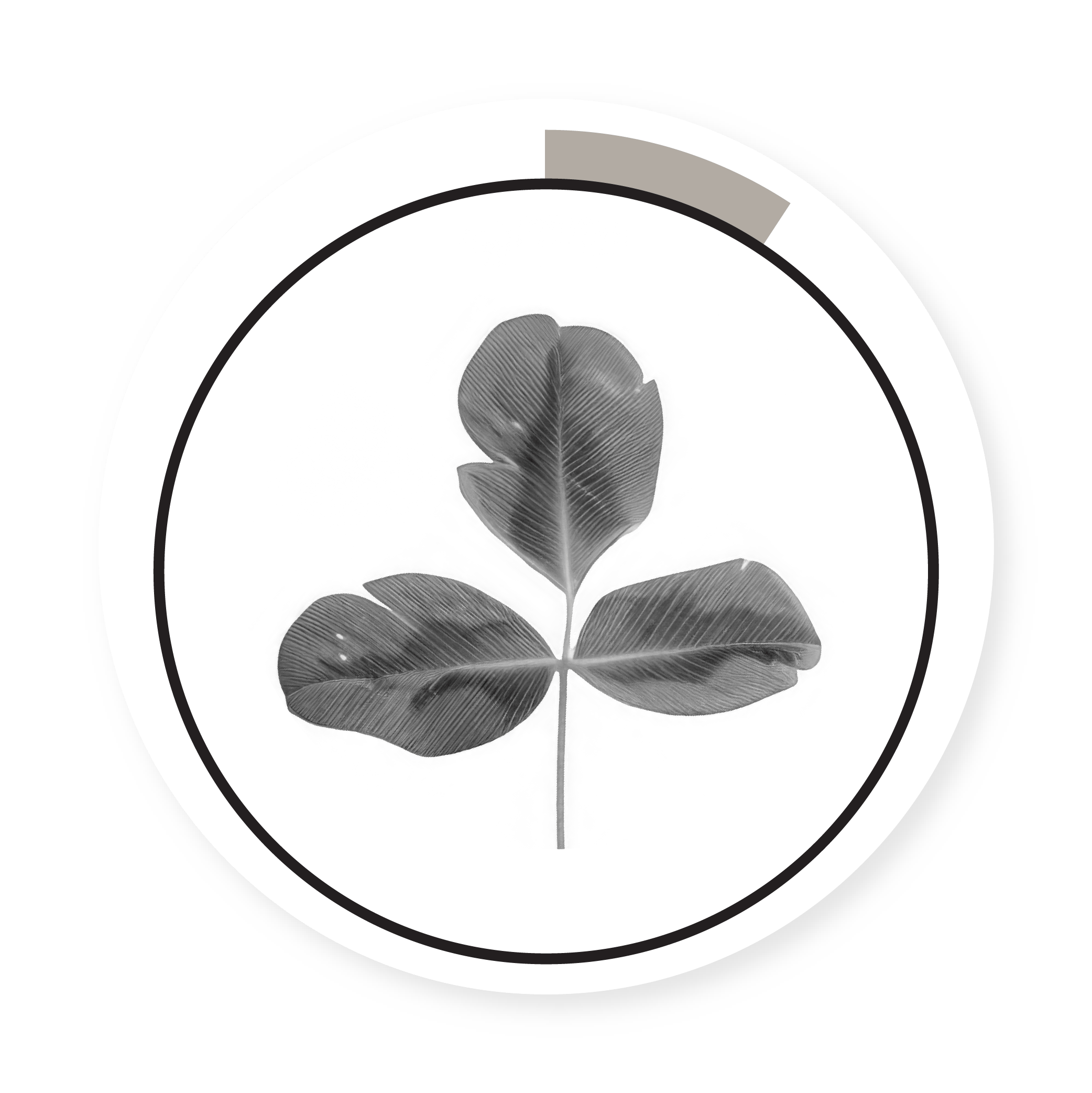 ALSIKE CLOVER