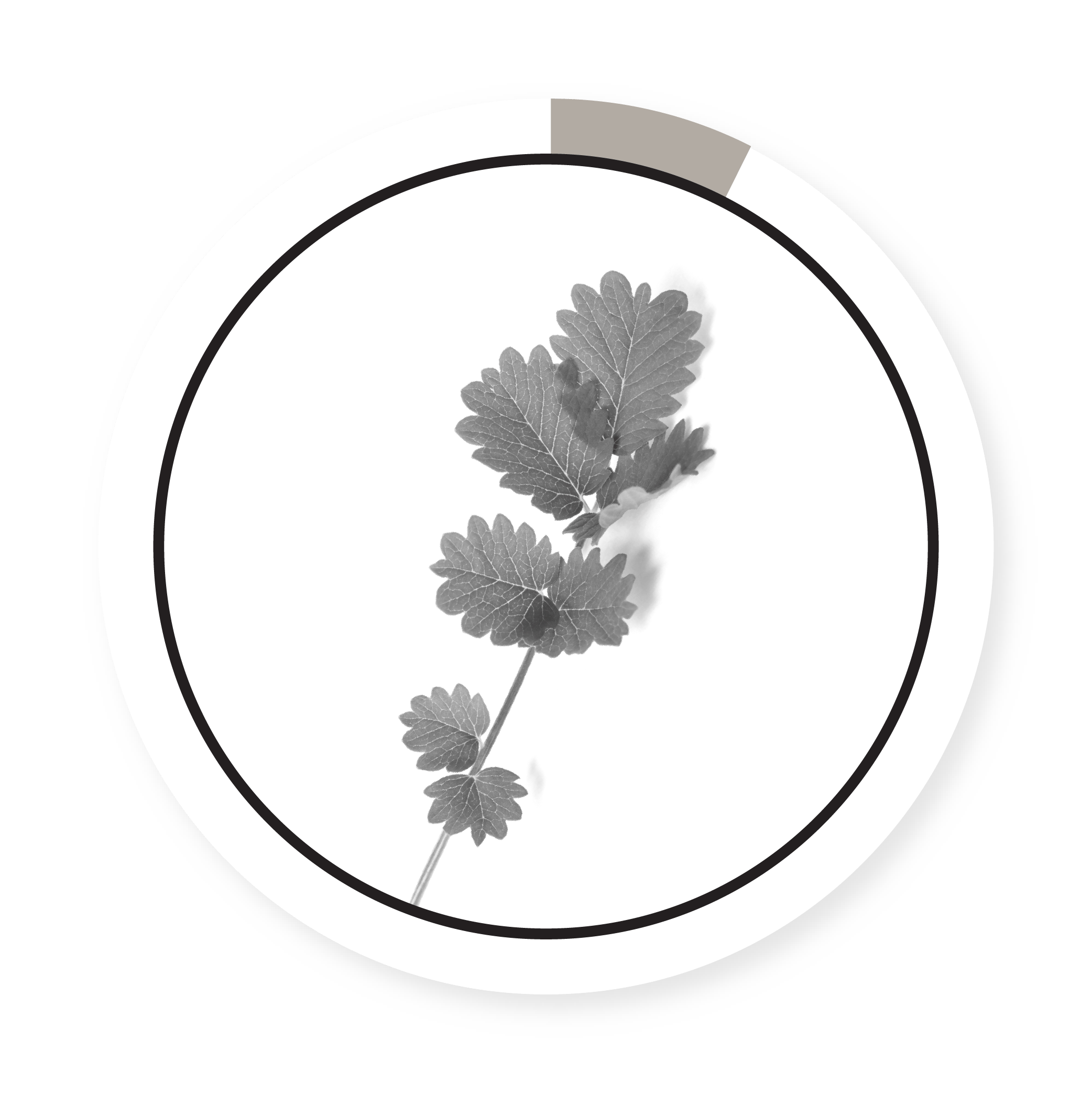 SMALL BURNET