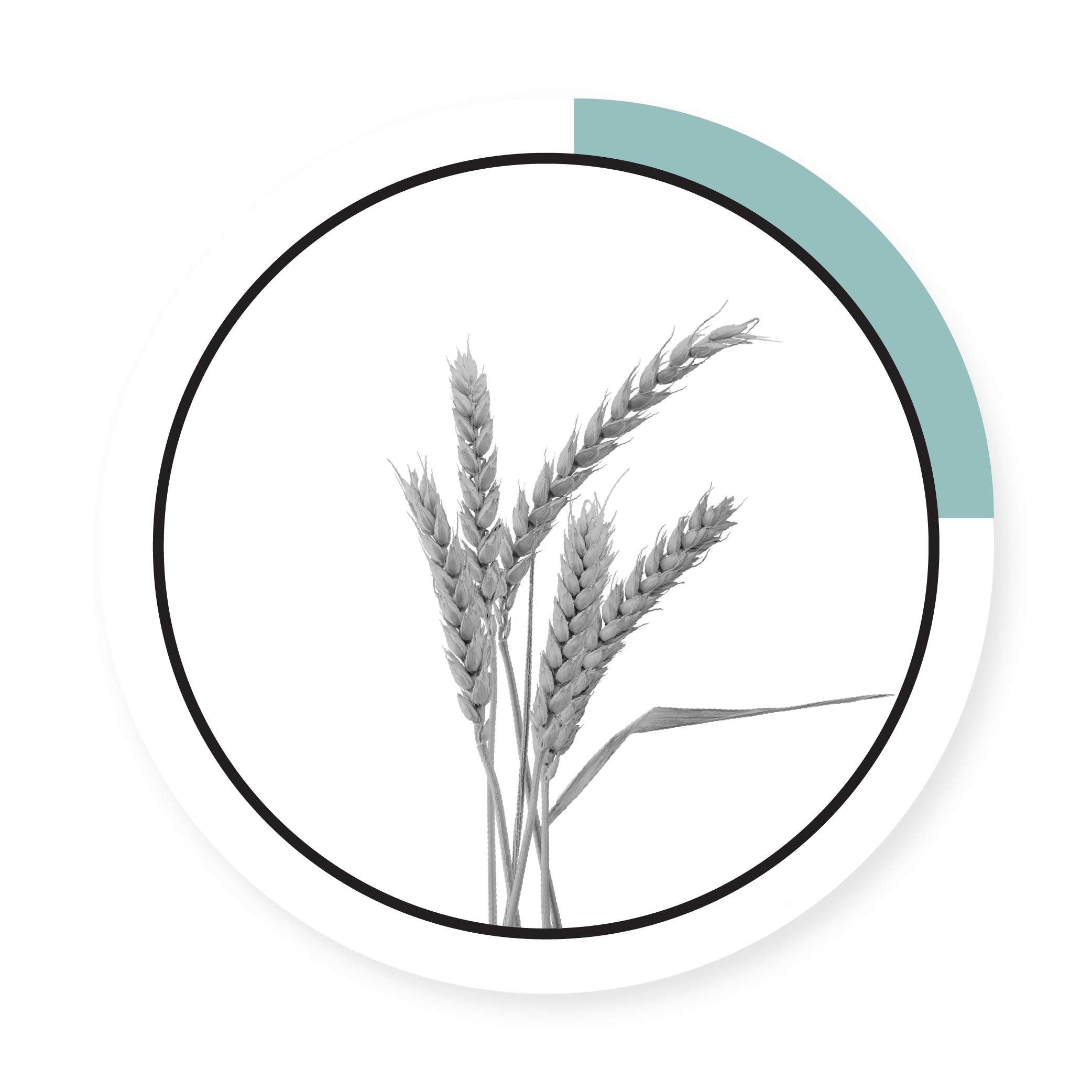 WINTER RYE