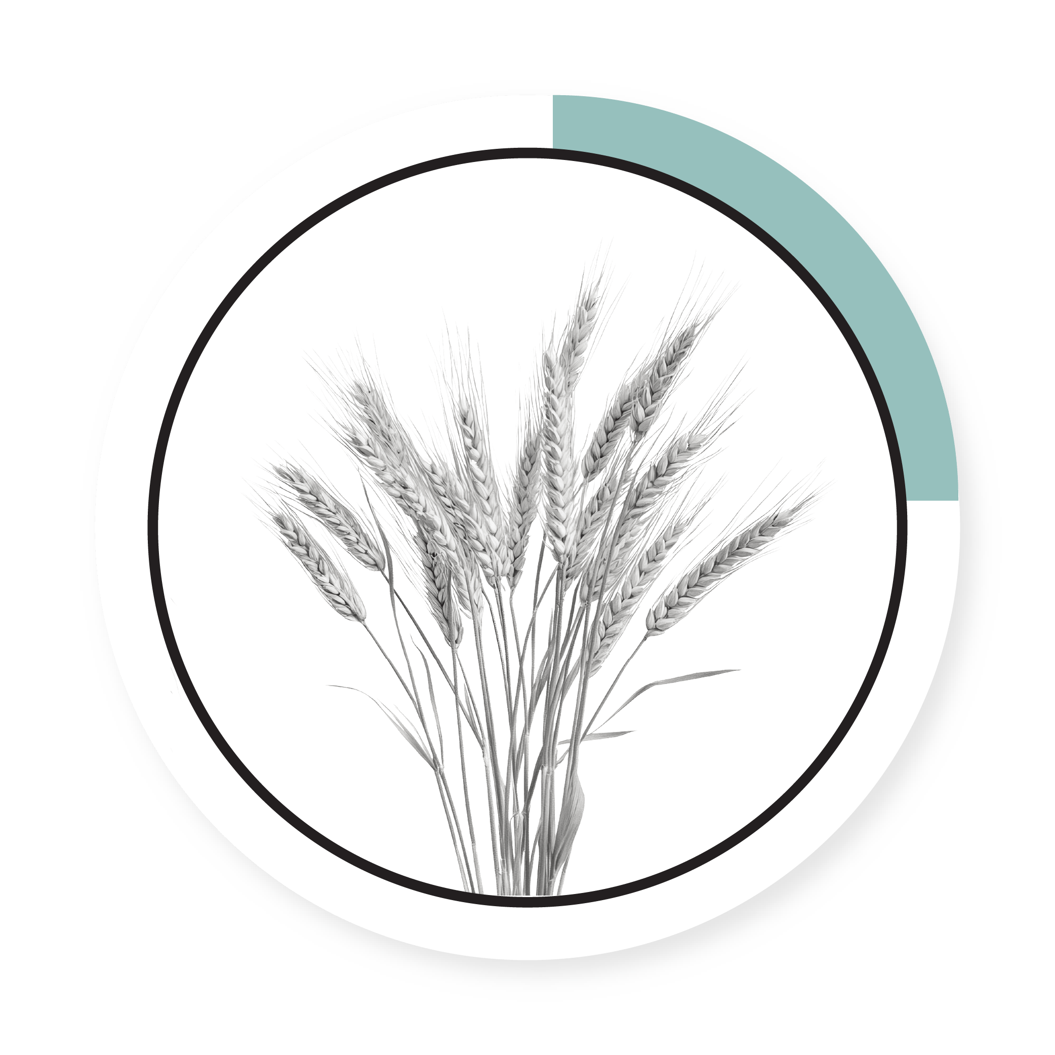 WINTER WHEAT