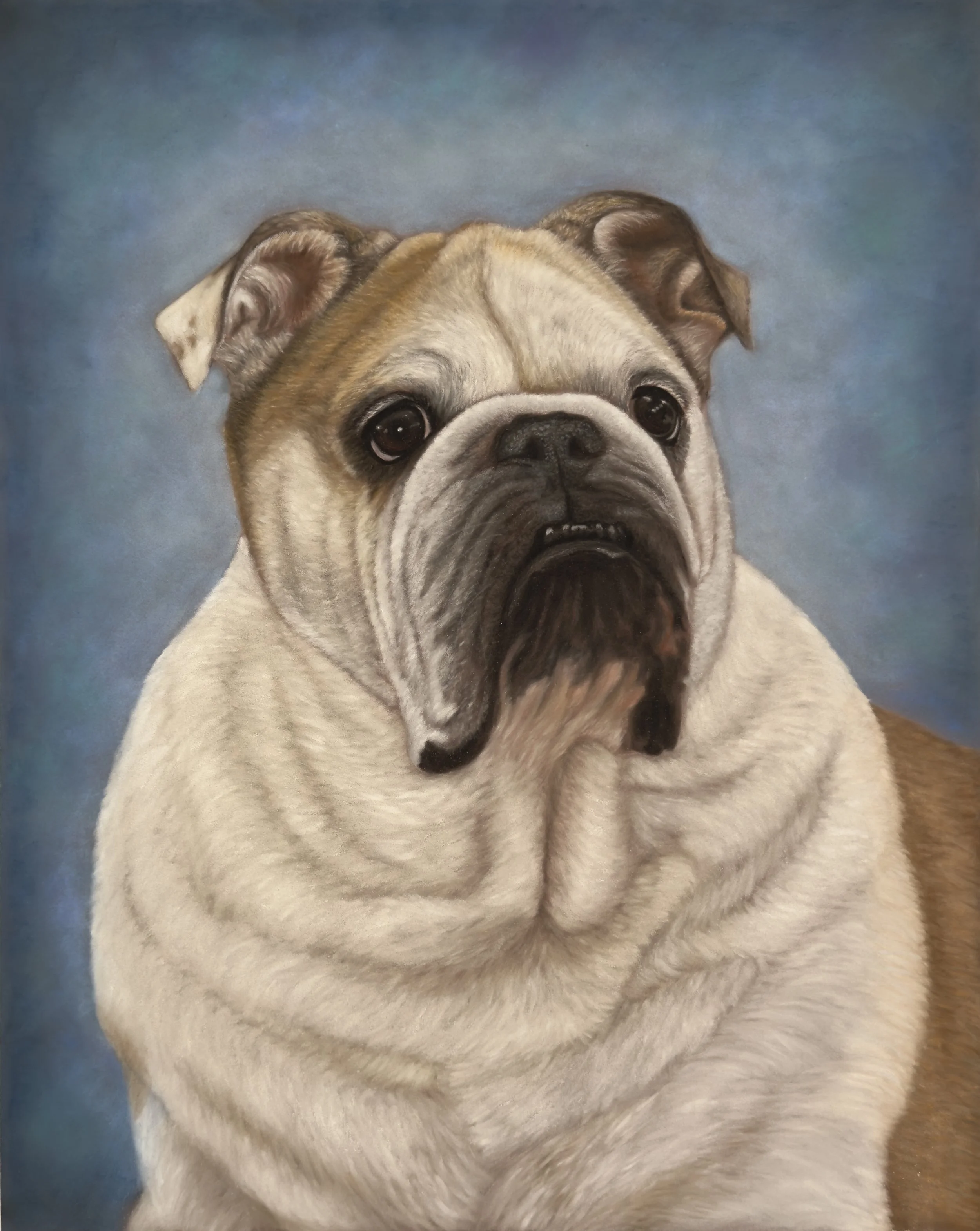 Soft pastel portrait of a white and brown English bulldog