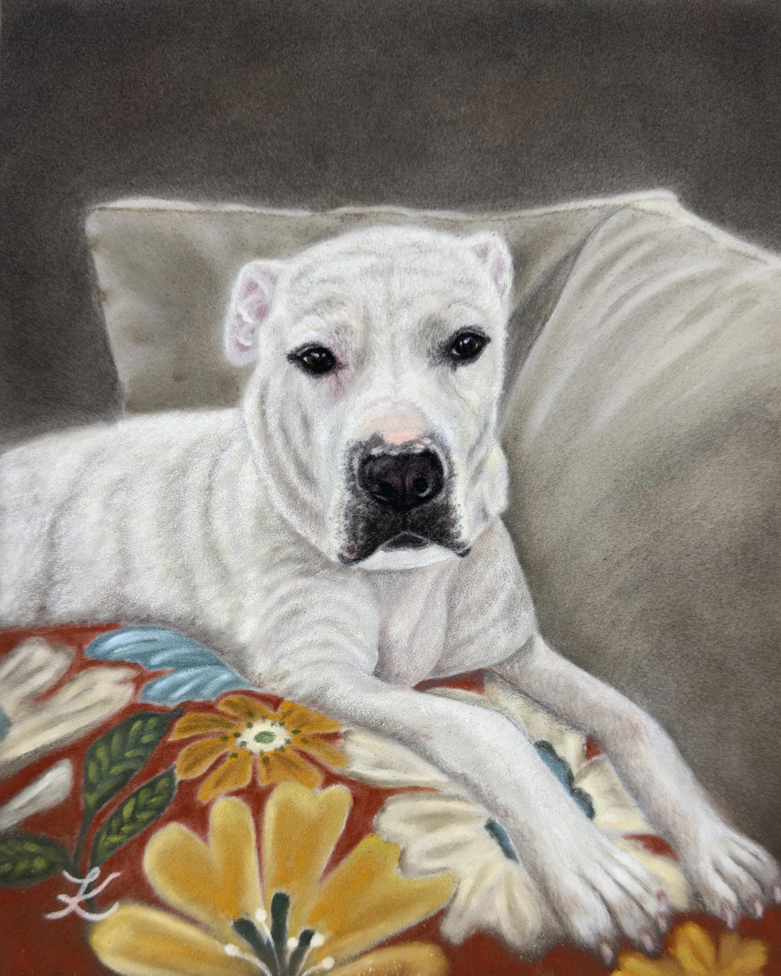Soft pastel pet portrait of a white bulldog that is lying on a colorful floral pillow on a grey sofa