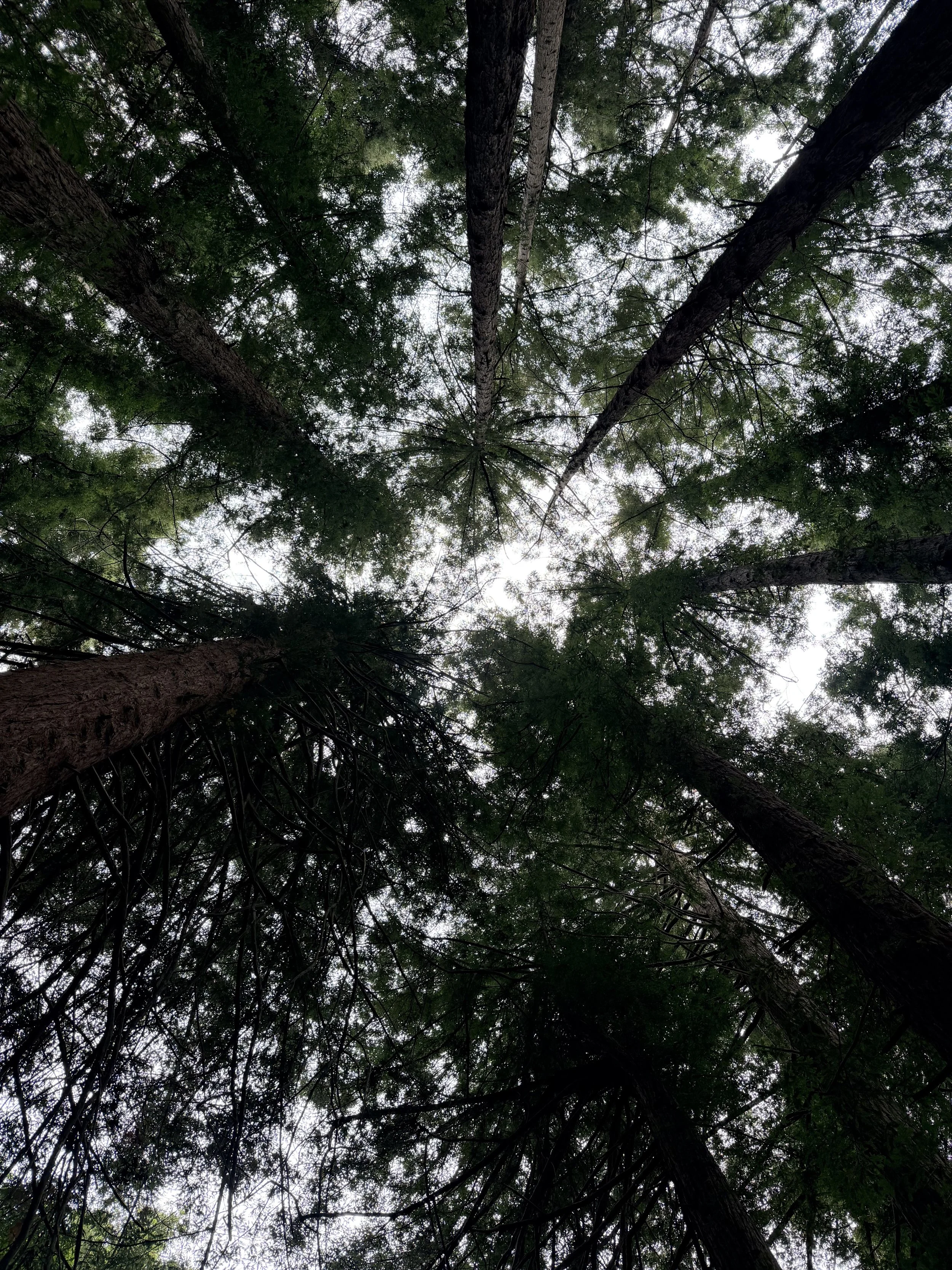 Deep Brain Reorienting: The Layer Before the Story