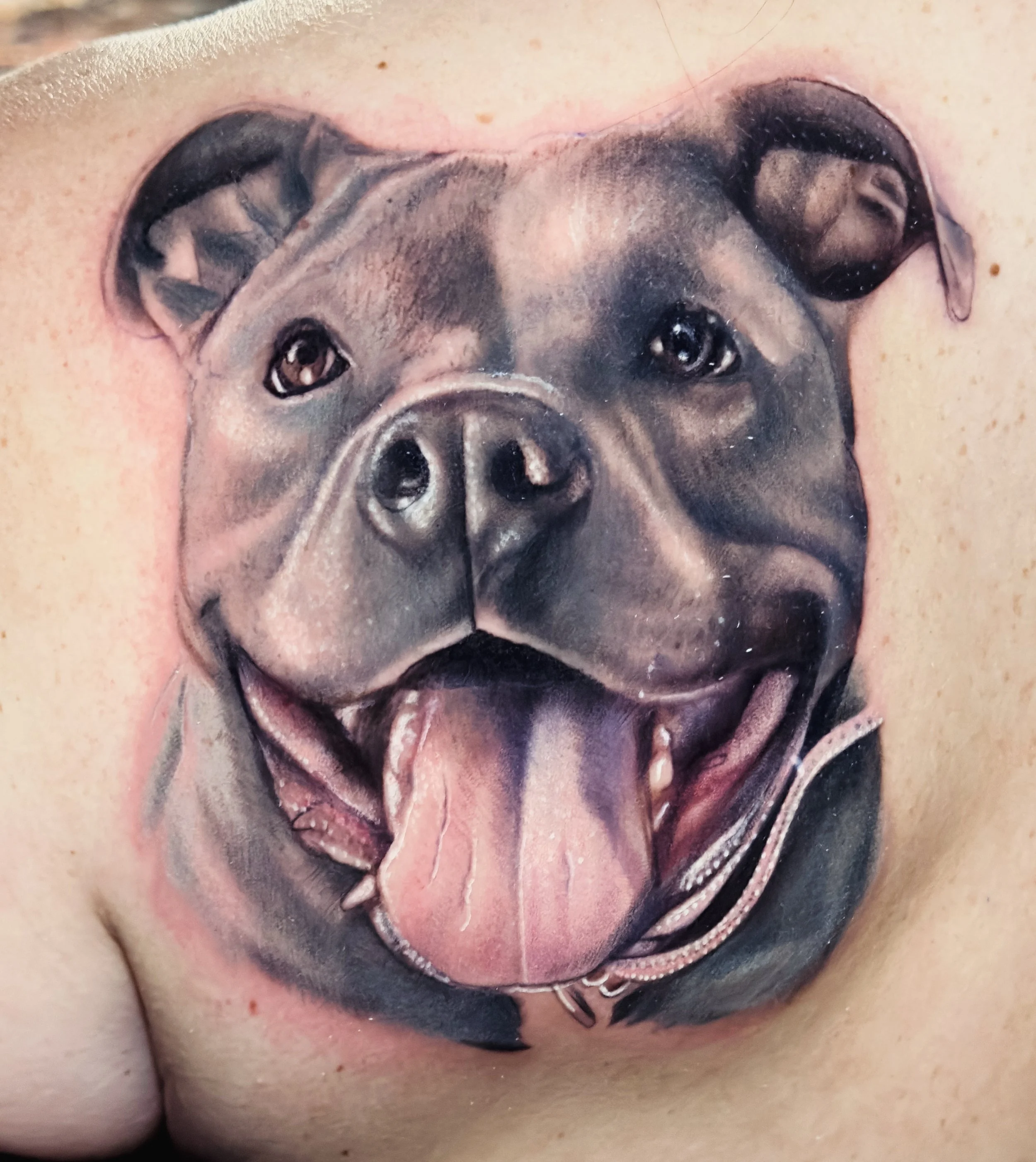 Pit bull pet portrait Bryn beer river market tattoo company 