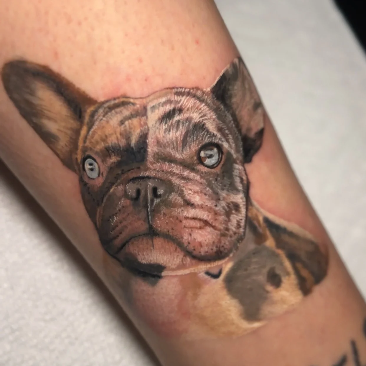 Pet portrait French bulldog bryn beer river market tattoo company 