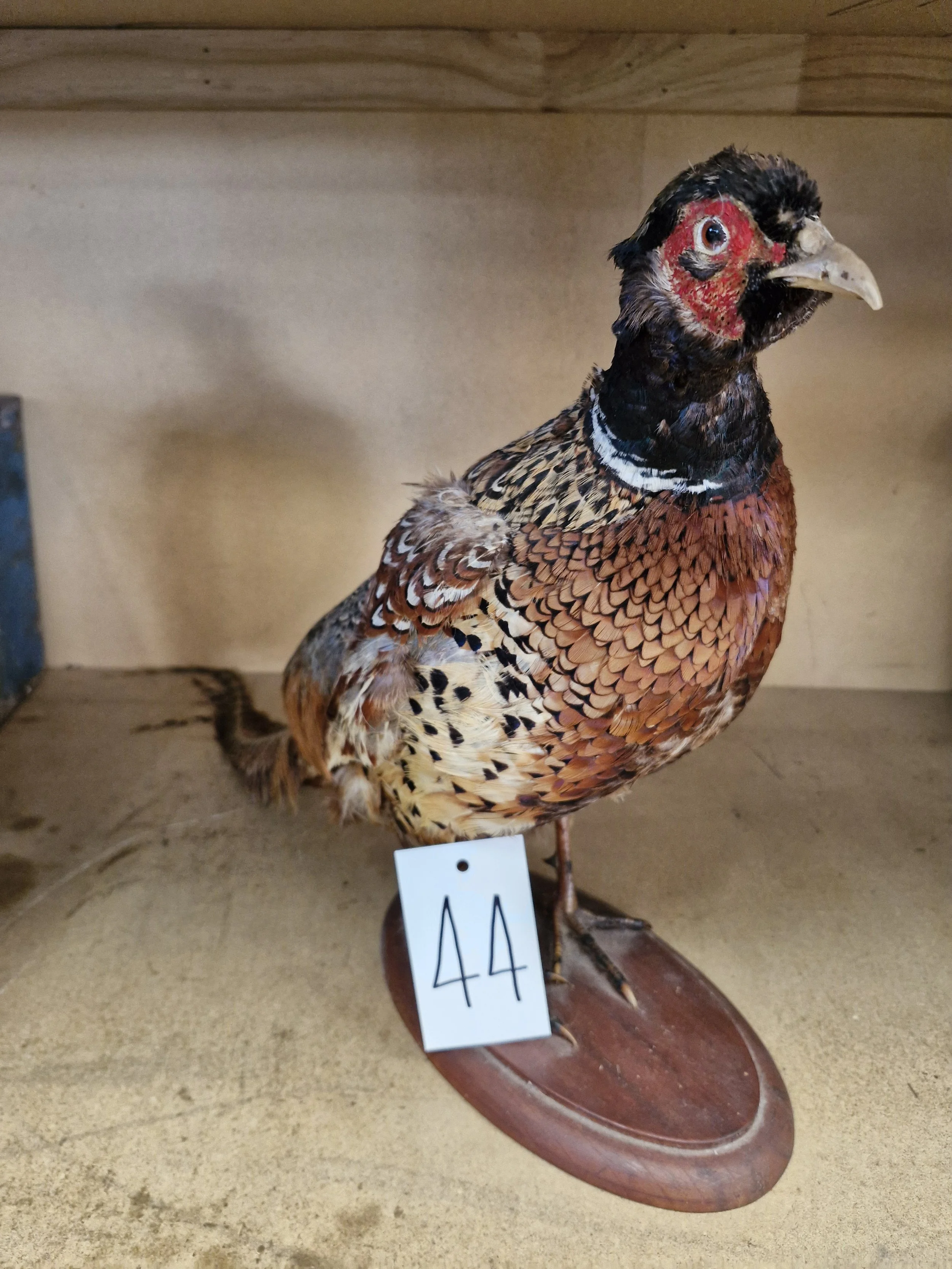 Taxidermy Pheasant